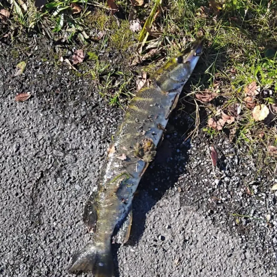 Northern pike caught on Fishbrain
