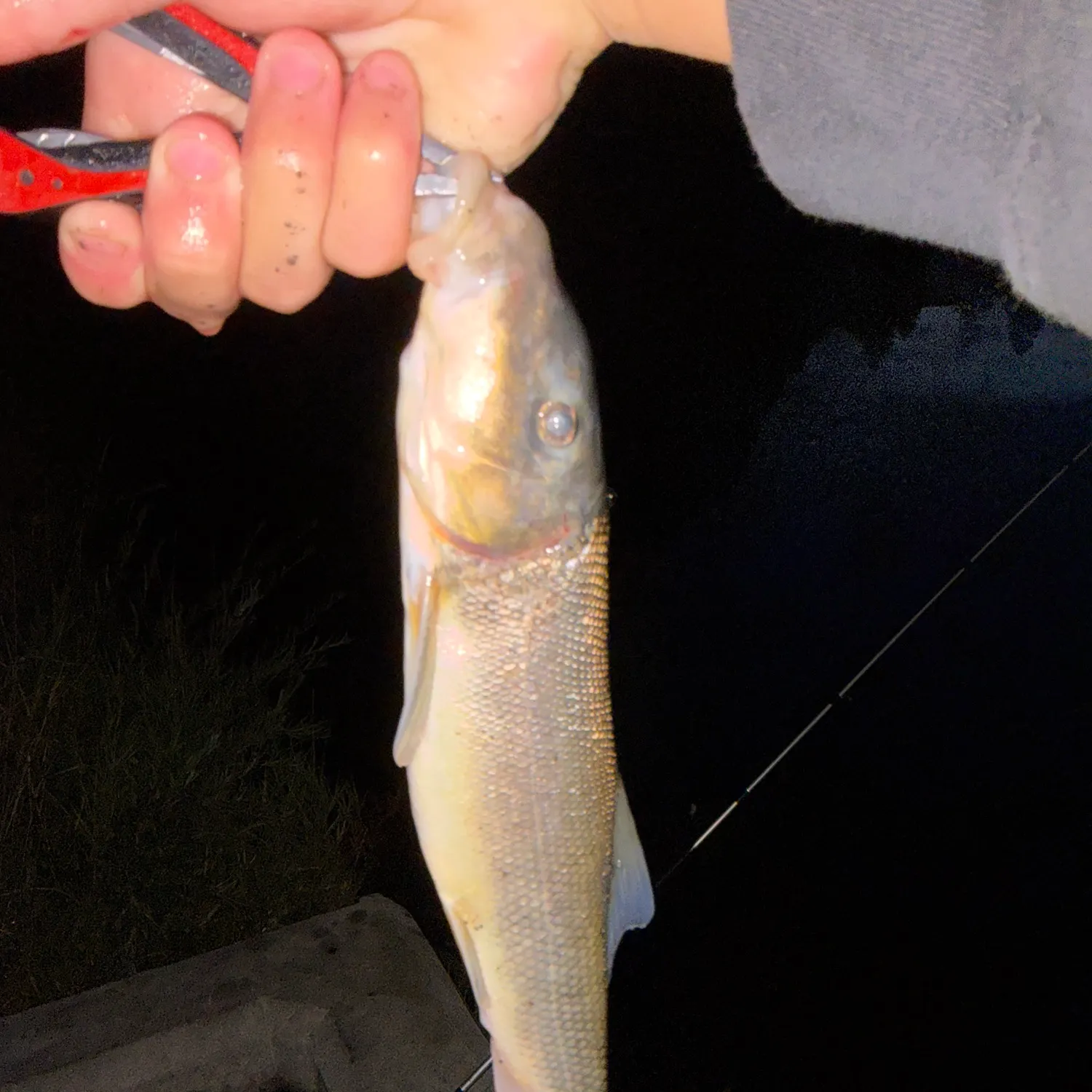 White sucker caught on Fishbrain