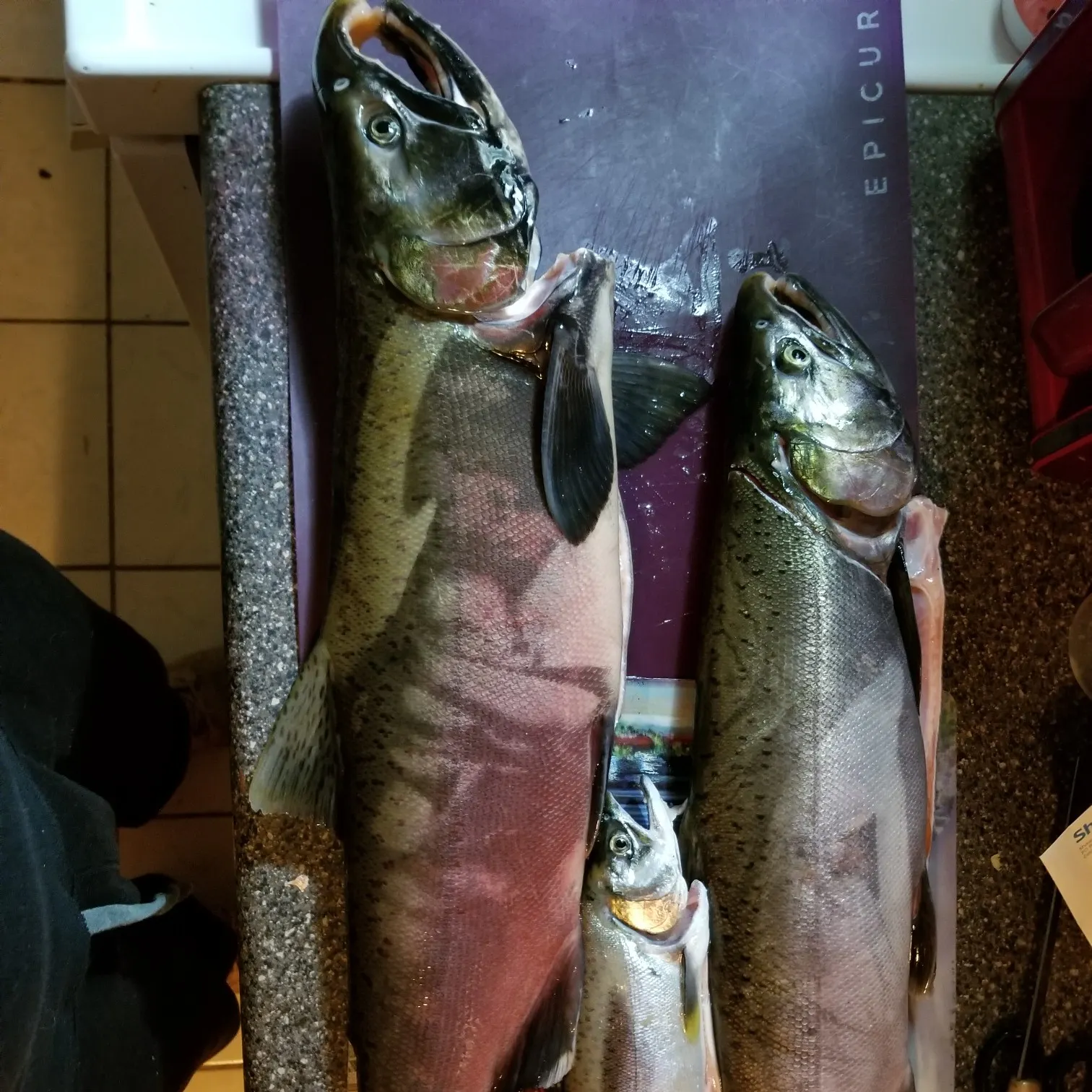 recently logged catches