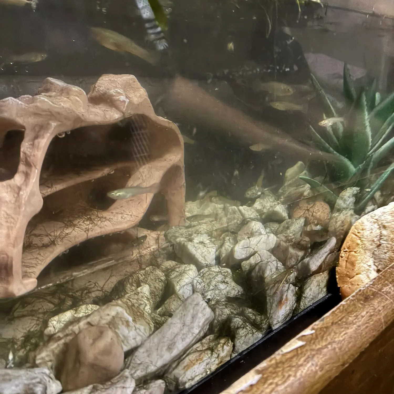 Western mosquitofish caught on Fishbrain