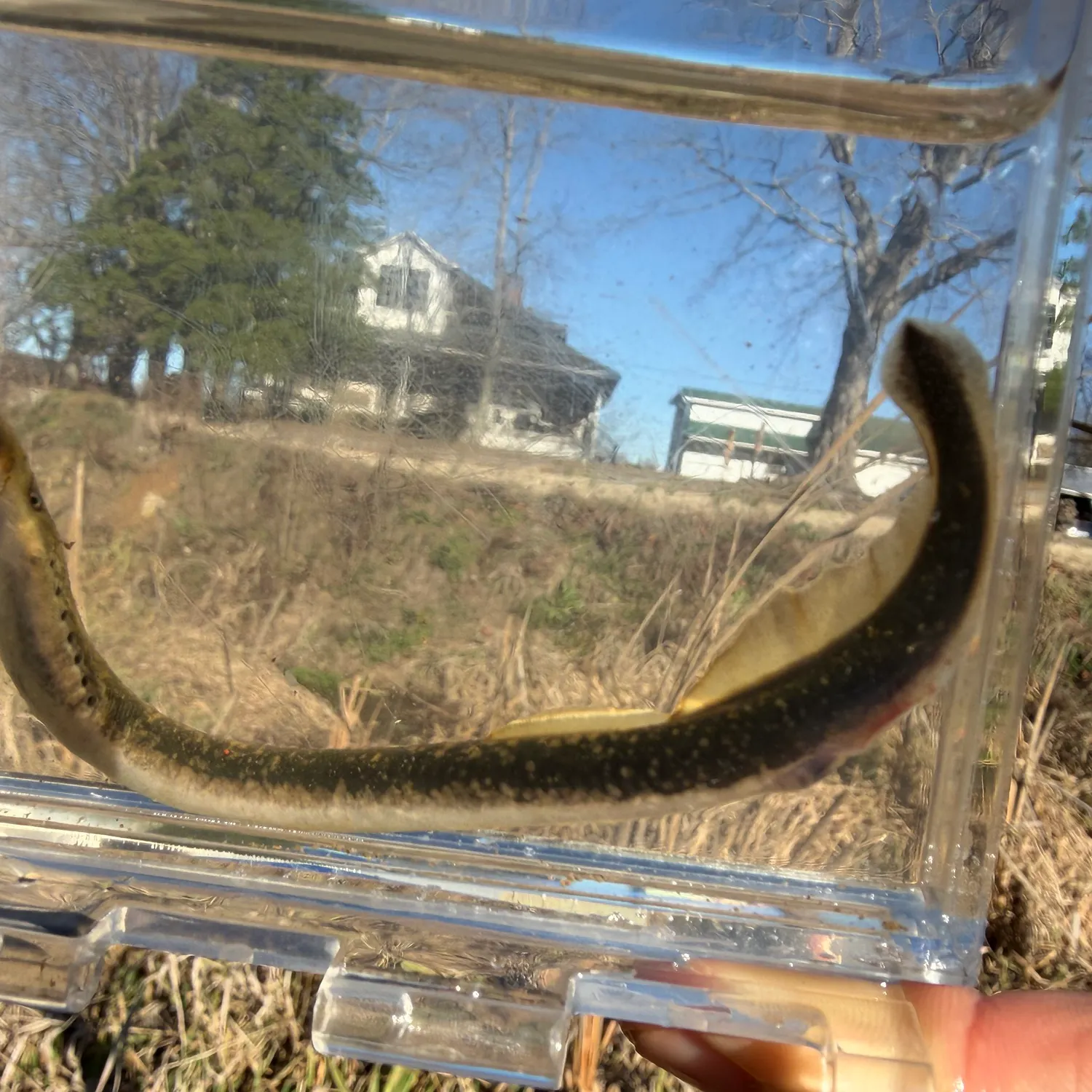 The most recent Least brook lamprey catches on Fishbrain