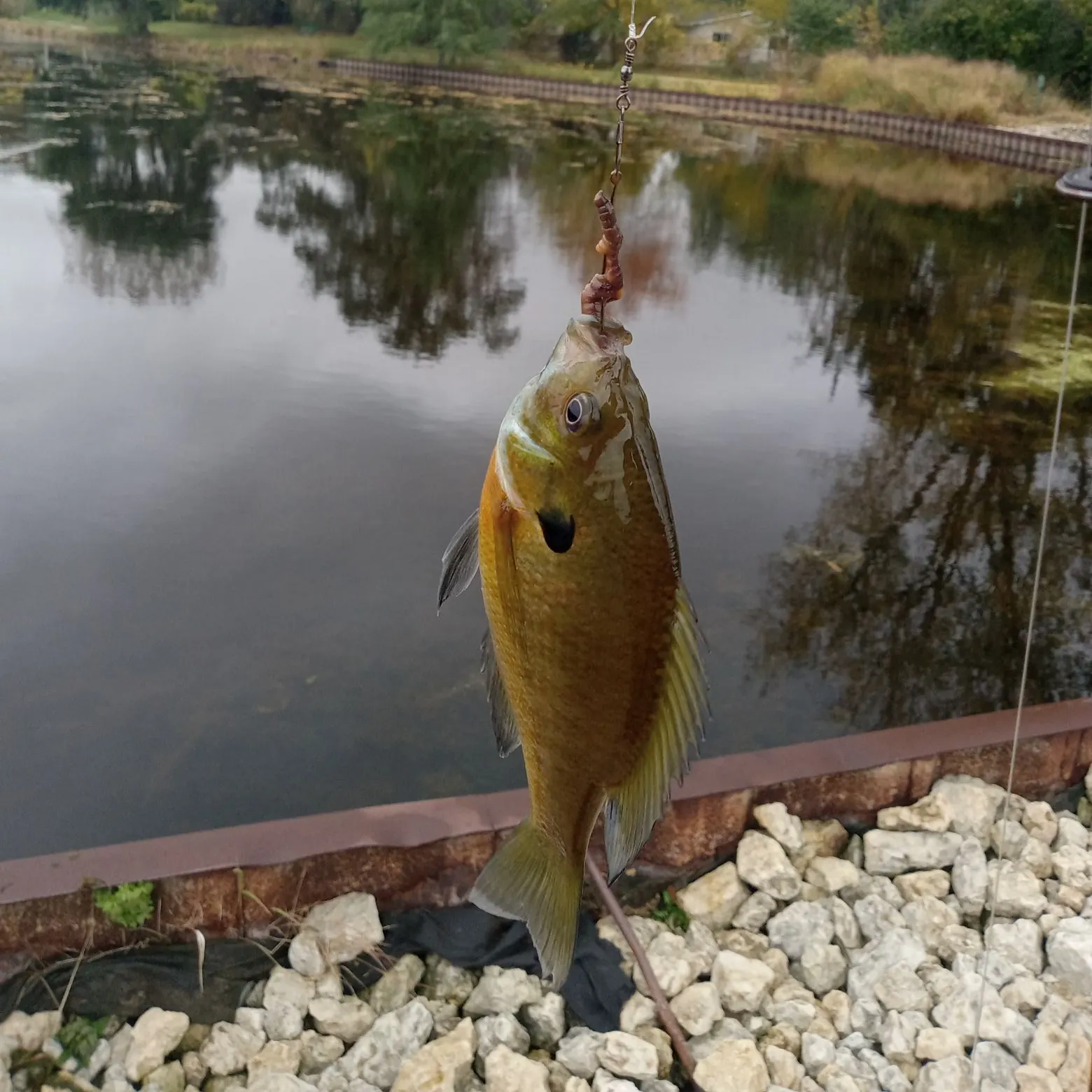 Bluegill caught on Fishbrain
