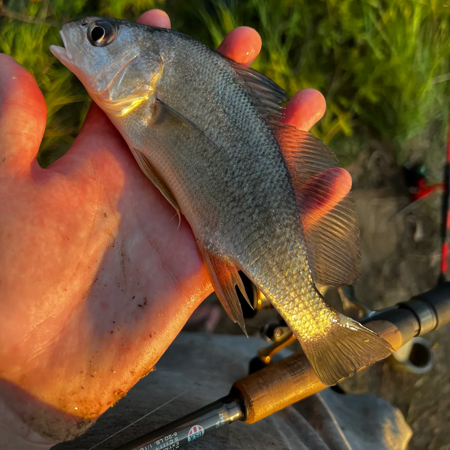Freshwater drum caught on Fishbrain