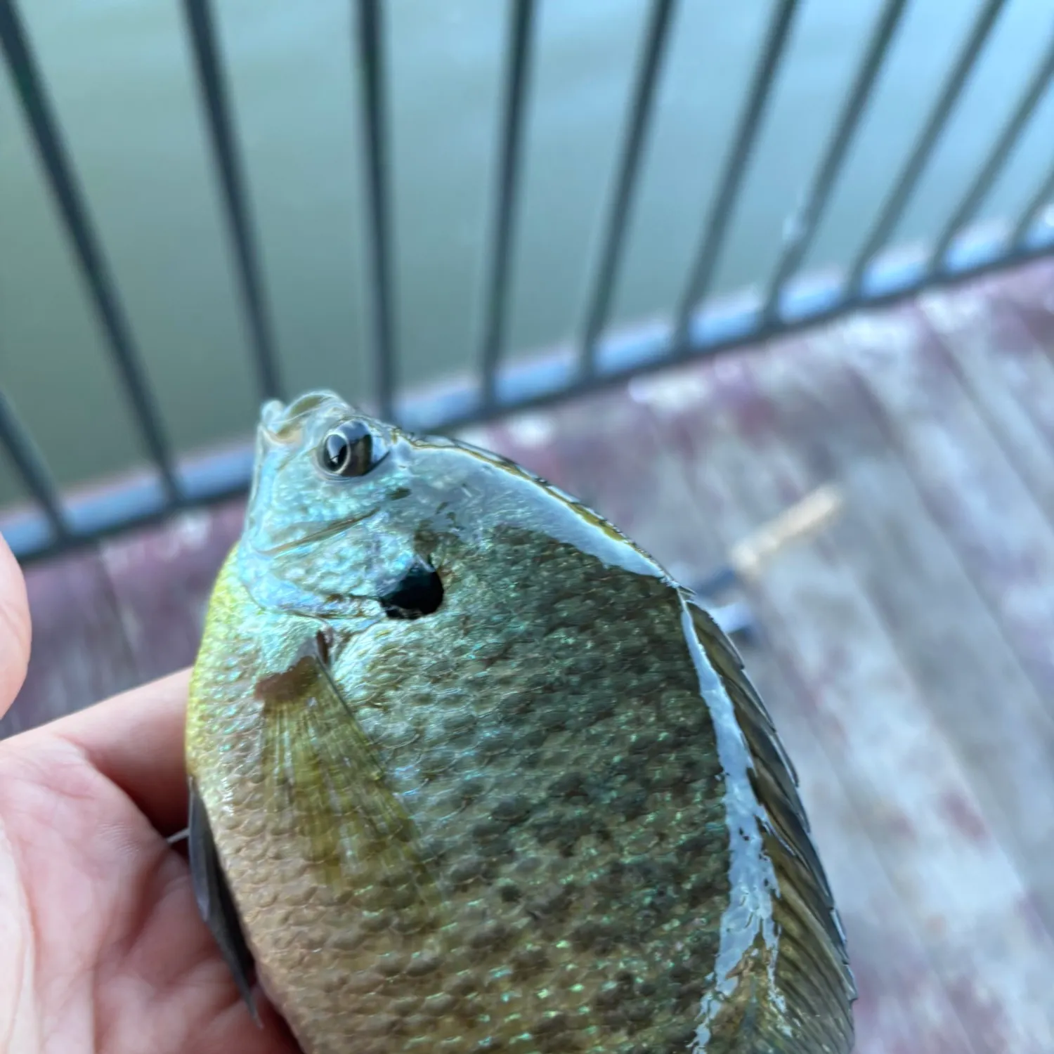 The most recent Dewfish catches on Fishbrain