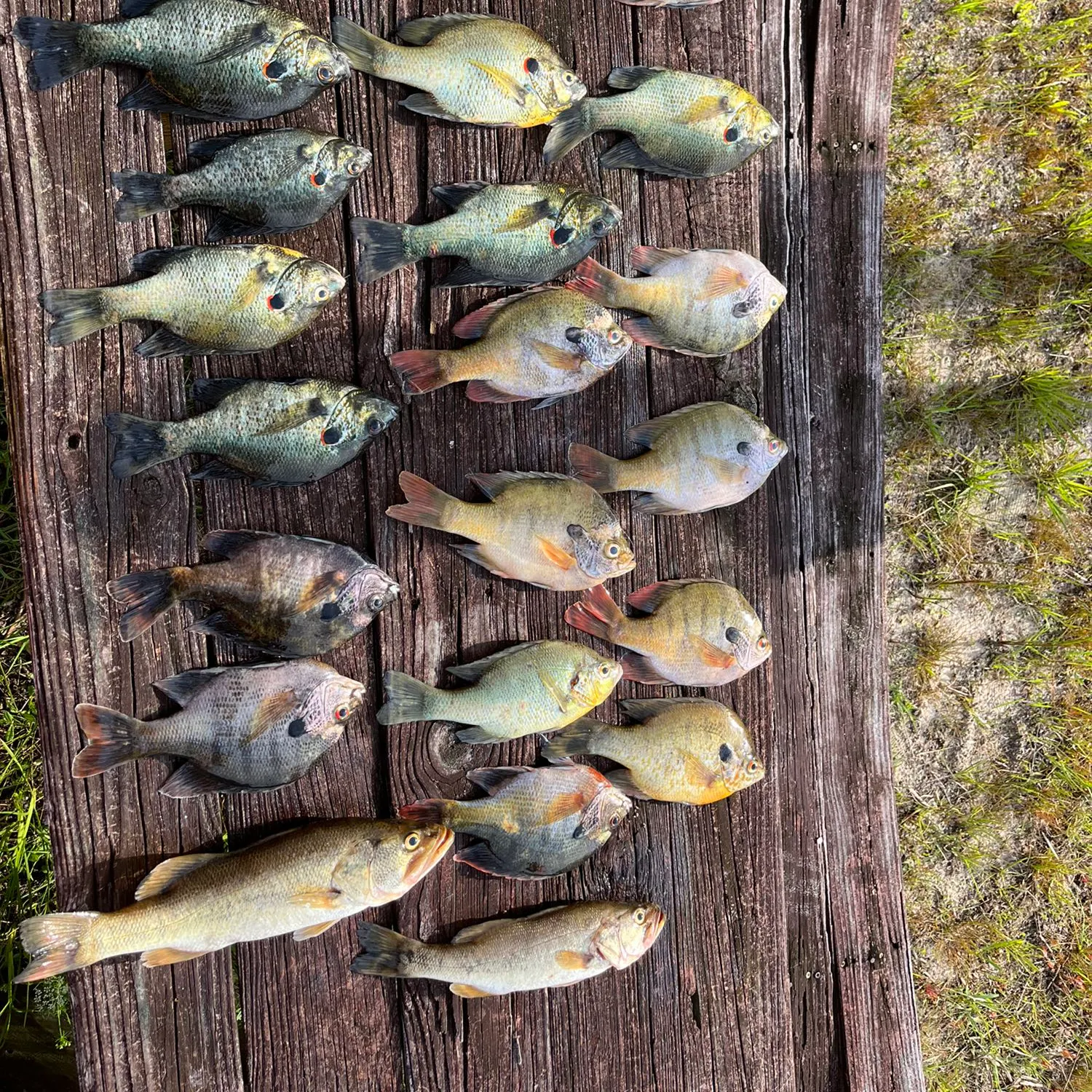 recently logged catches