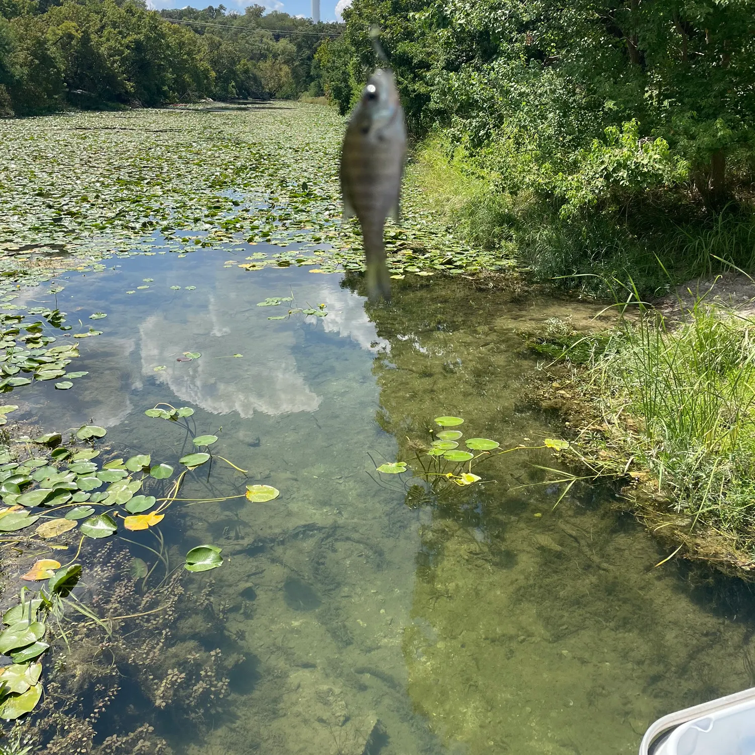 Bluegill caught on Fishbrain