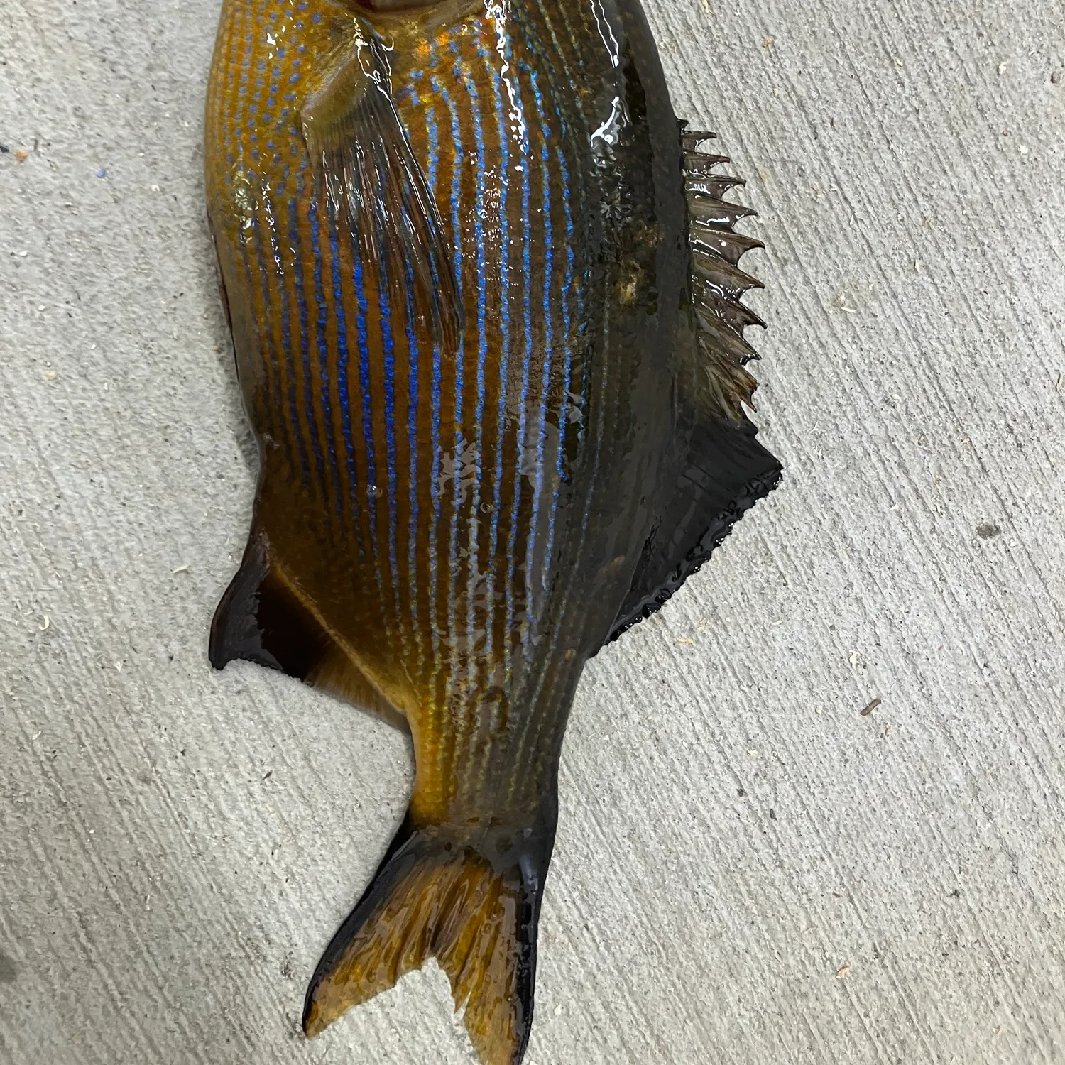The most recent Striped seaperch catches on Fishbrain