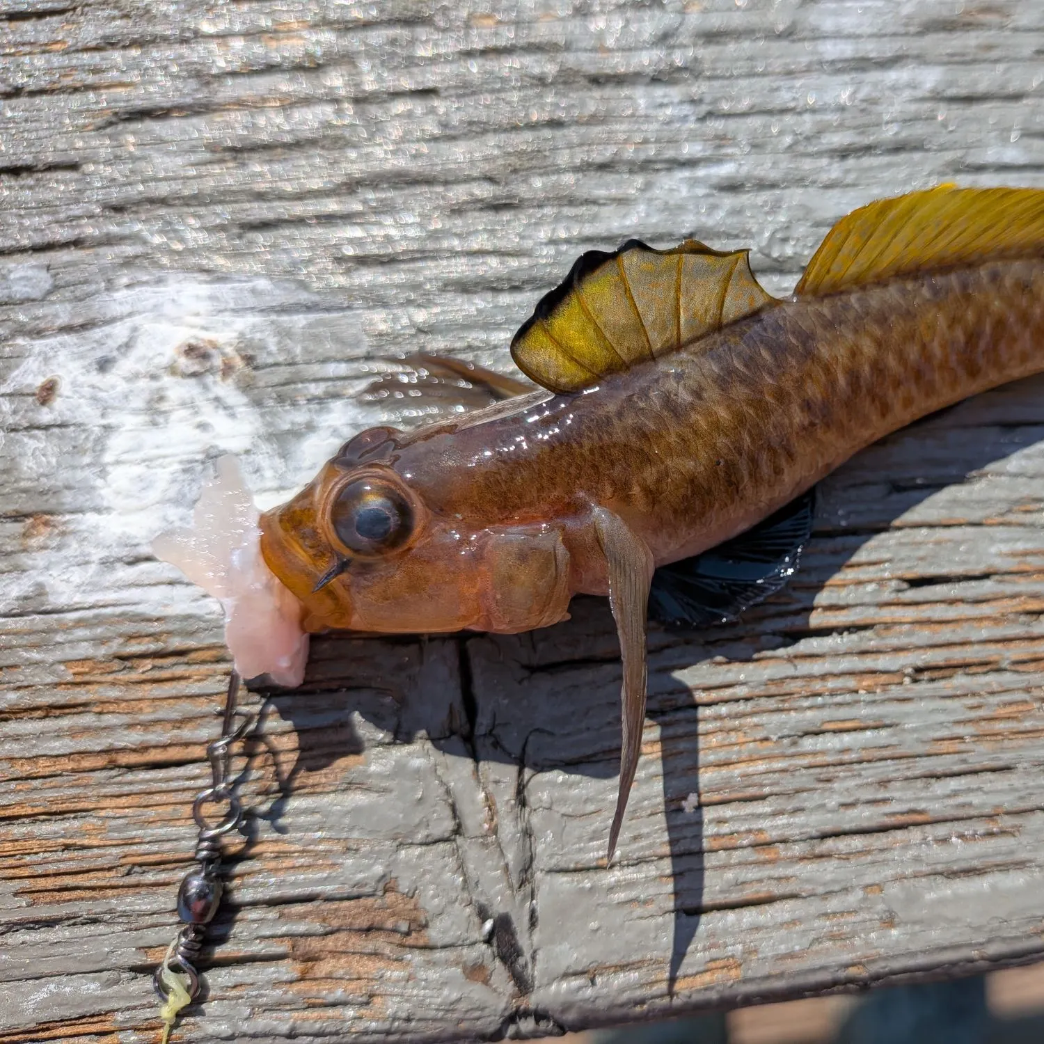 The most recent Blackeye goby catches on Fishbrain