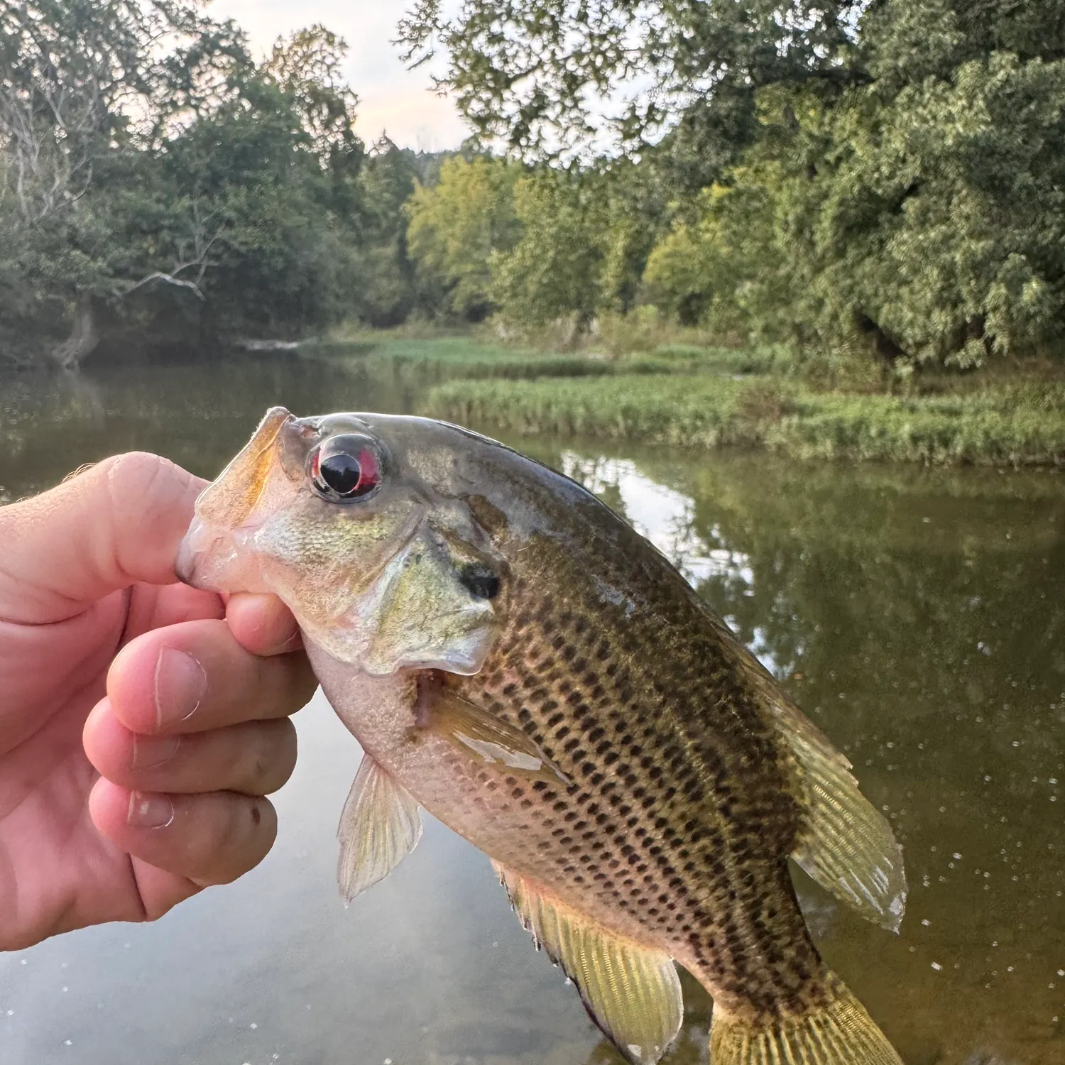Rock bass caught on Fishbrain