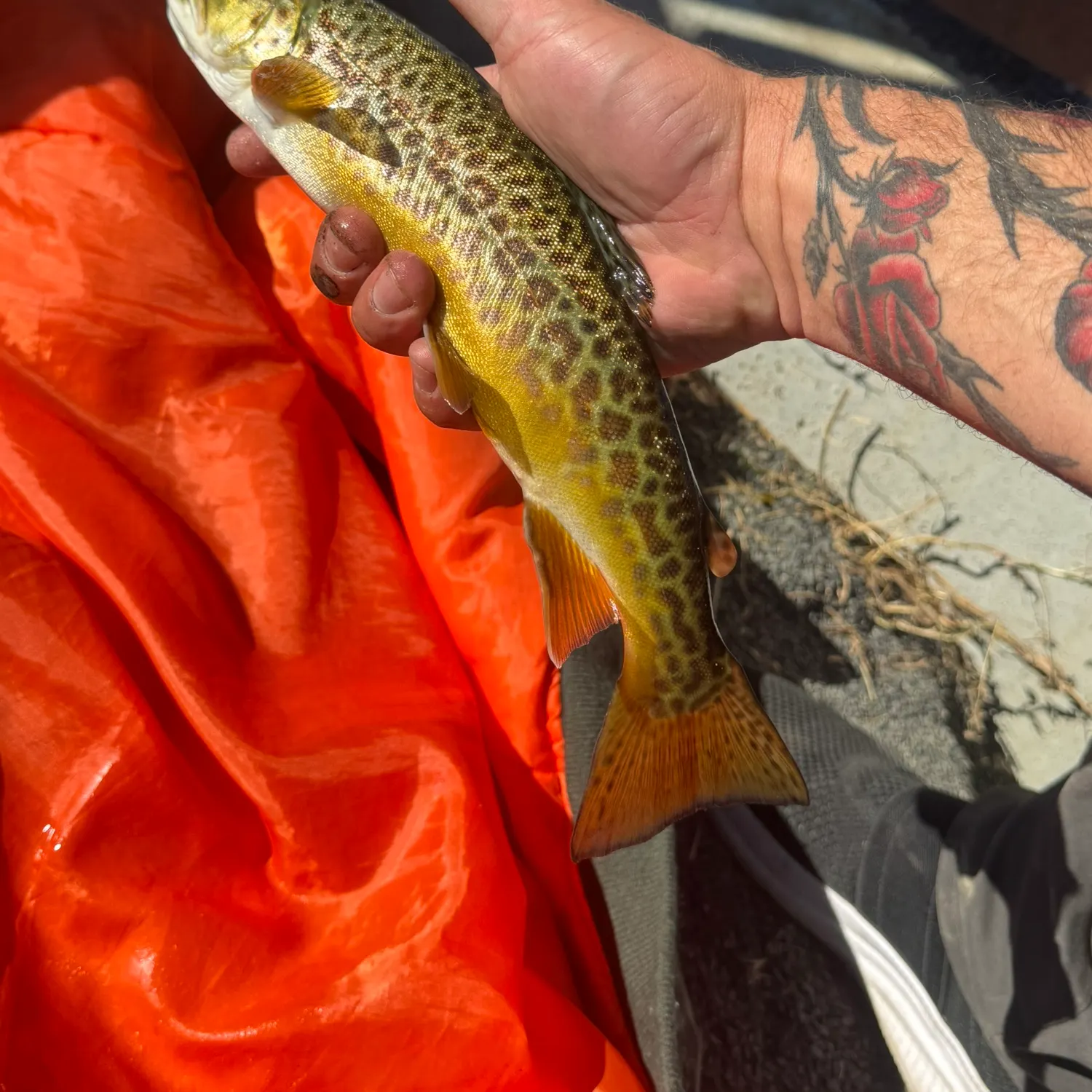 Tiger trout caught on Fishbrain