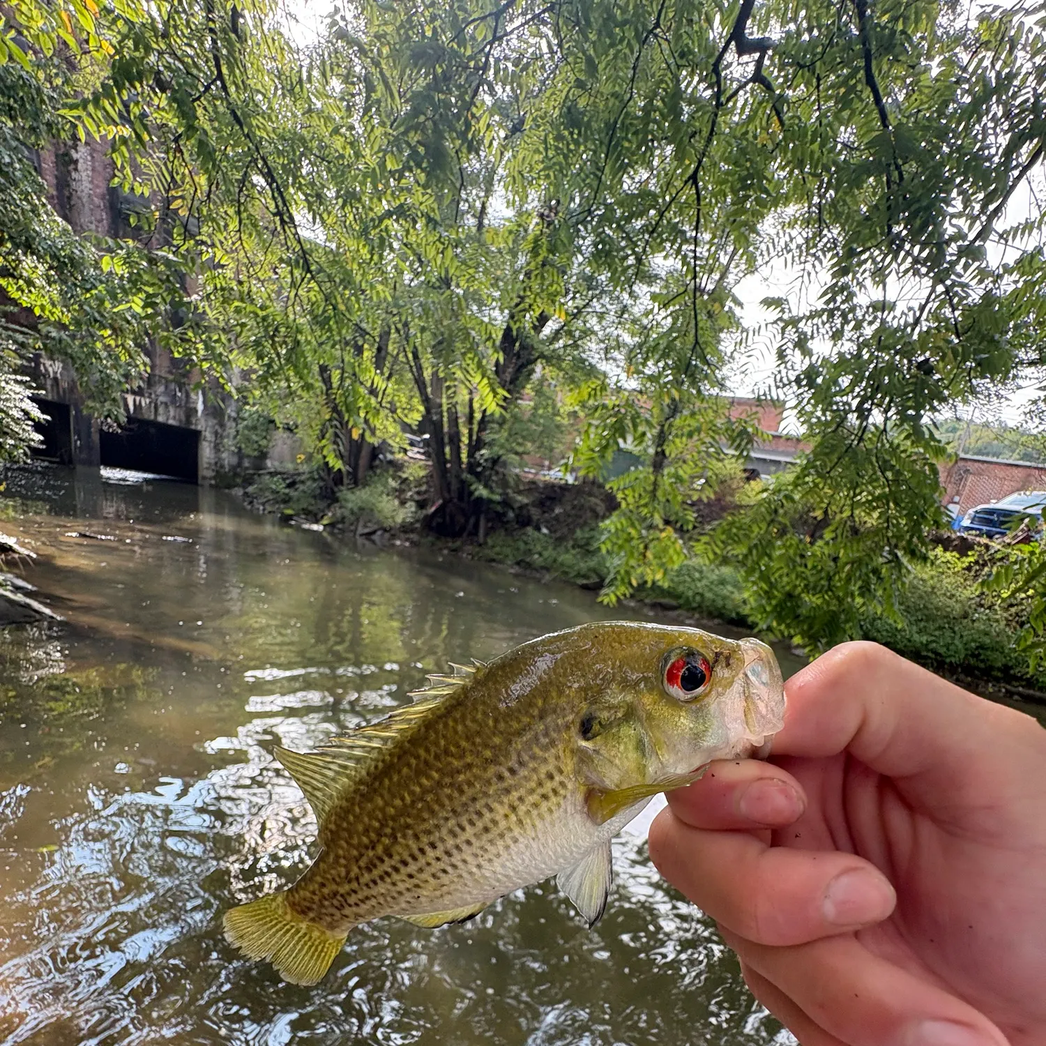 Rock bass caught on Fishbrain