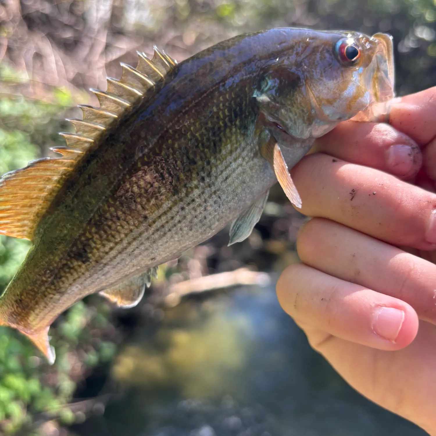 The most recent Redeye bass catches on Fishbrain