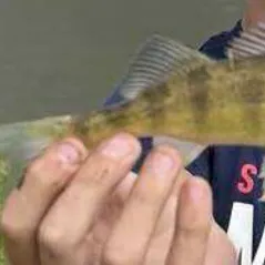 The most recent Yellow perch catches on Fishbrain