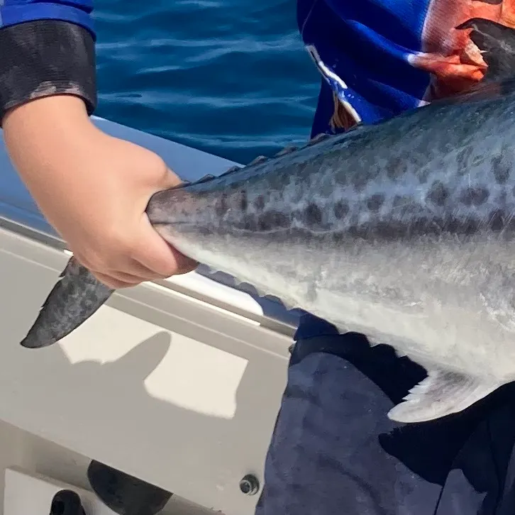 The most recent Australian spotted mackerel catches on Fishbrain