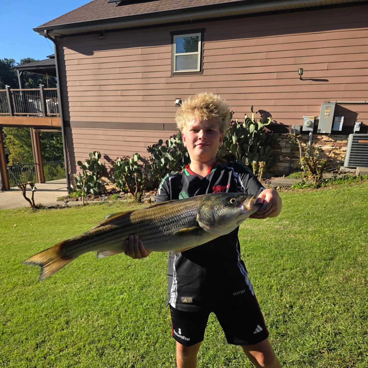 Striped bass caught on Fishbrain