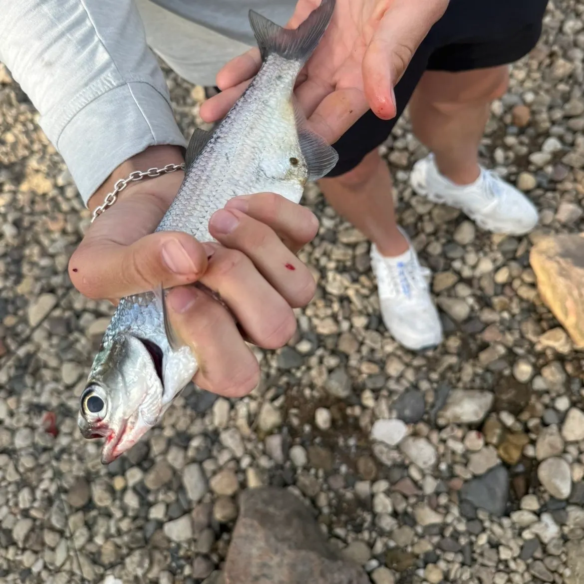 The most recent Mooneye catches on Fishbrain