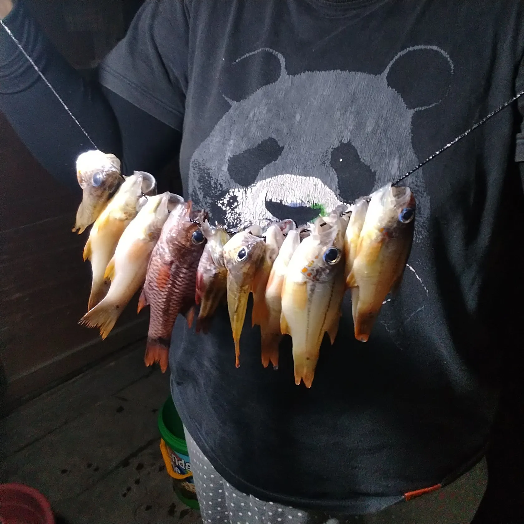 Thornback guitarfish caught on Fishbrain