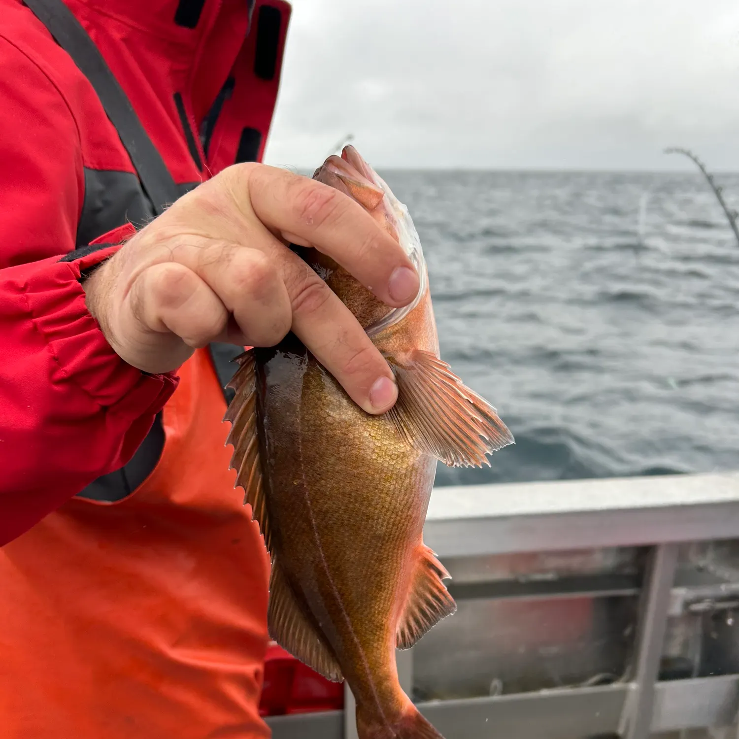 The most recent Widow rockfish catches on Fishbrain