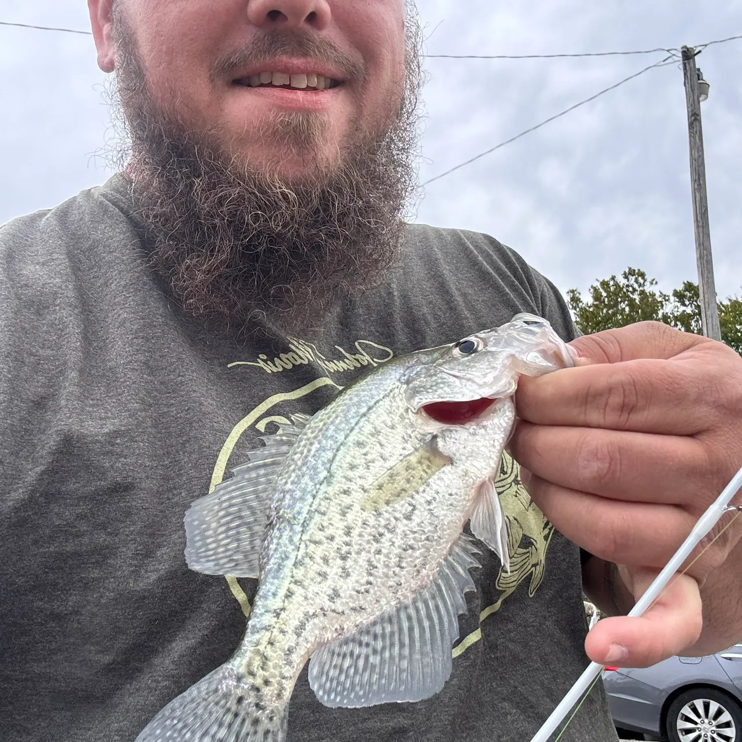 Black crappie caught on Fishbrain