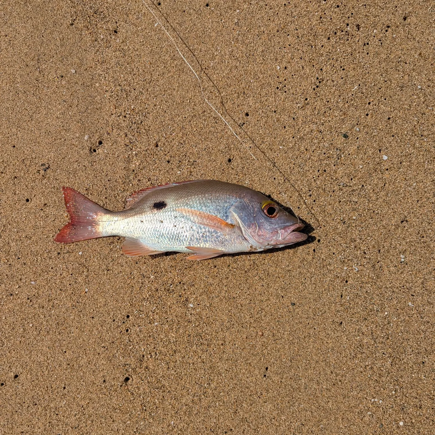 The most recent Mahogany snapper catches on Fishbrain