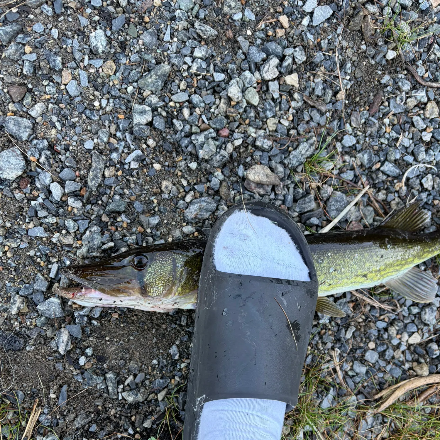 Chain pickerel caught on Fishbrain
