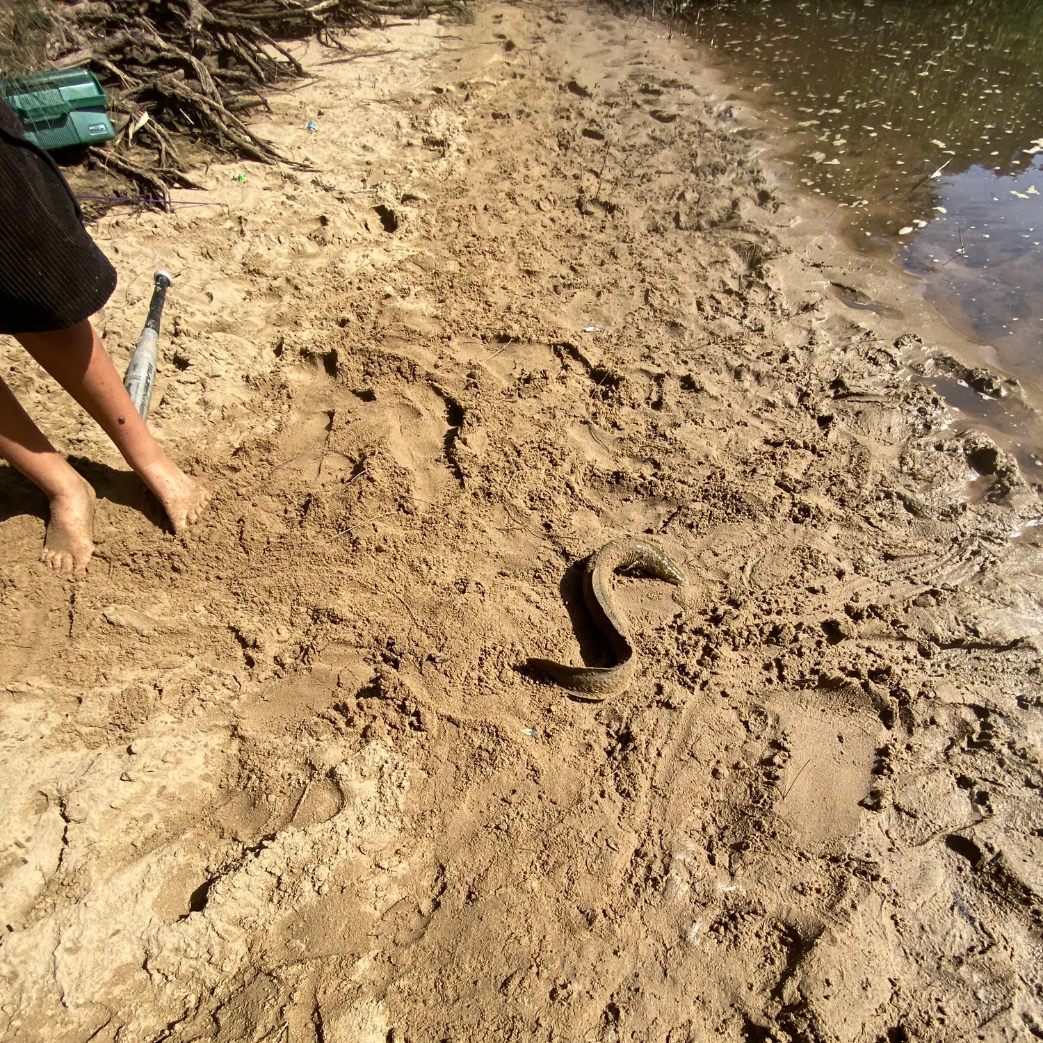 The most recent Shortfin eel catches on Fishbrain