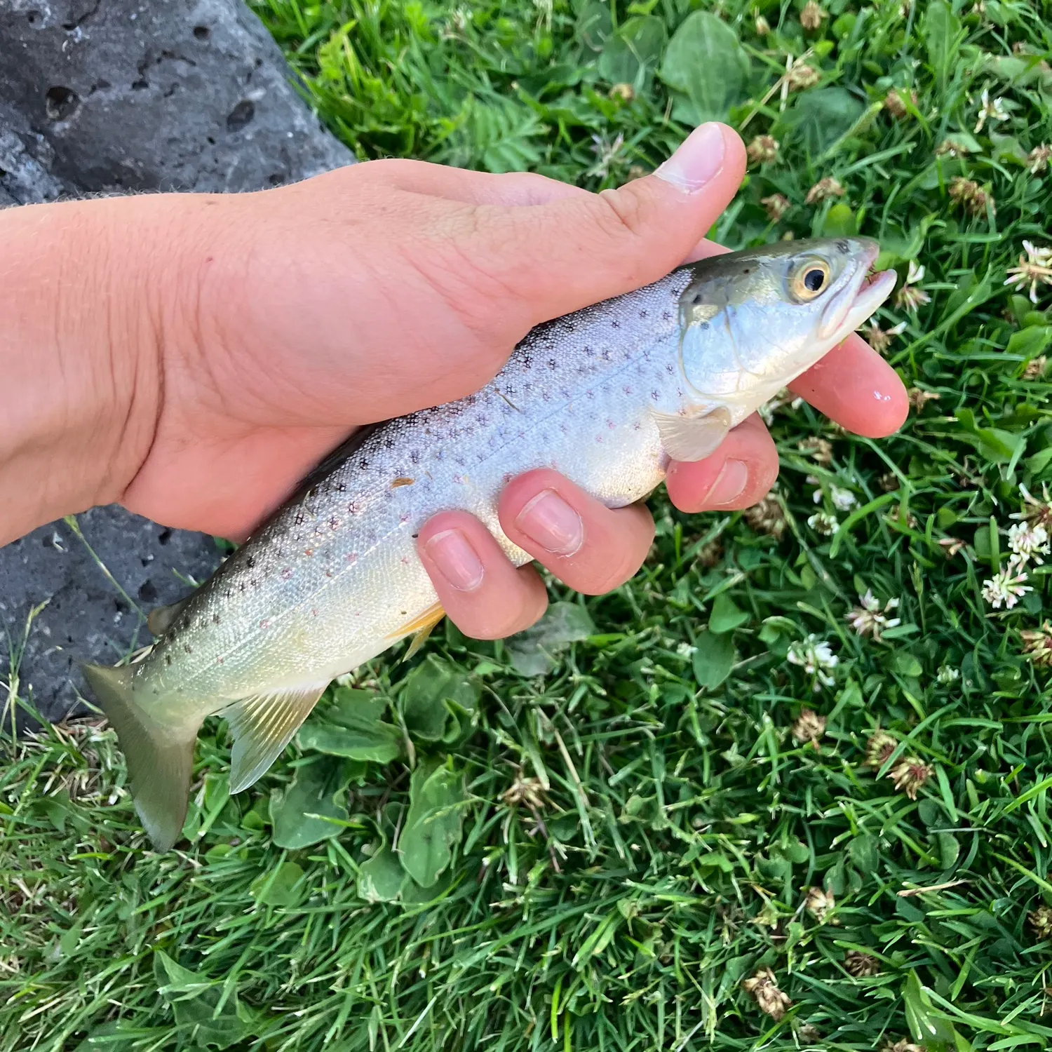 The most recent Snake River fine-spotted cutthroat trout catches on Fishbrain