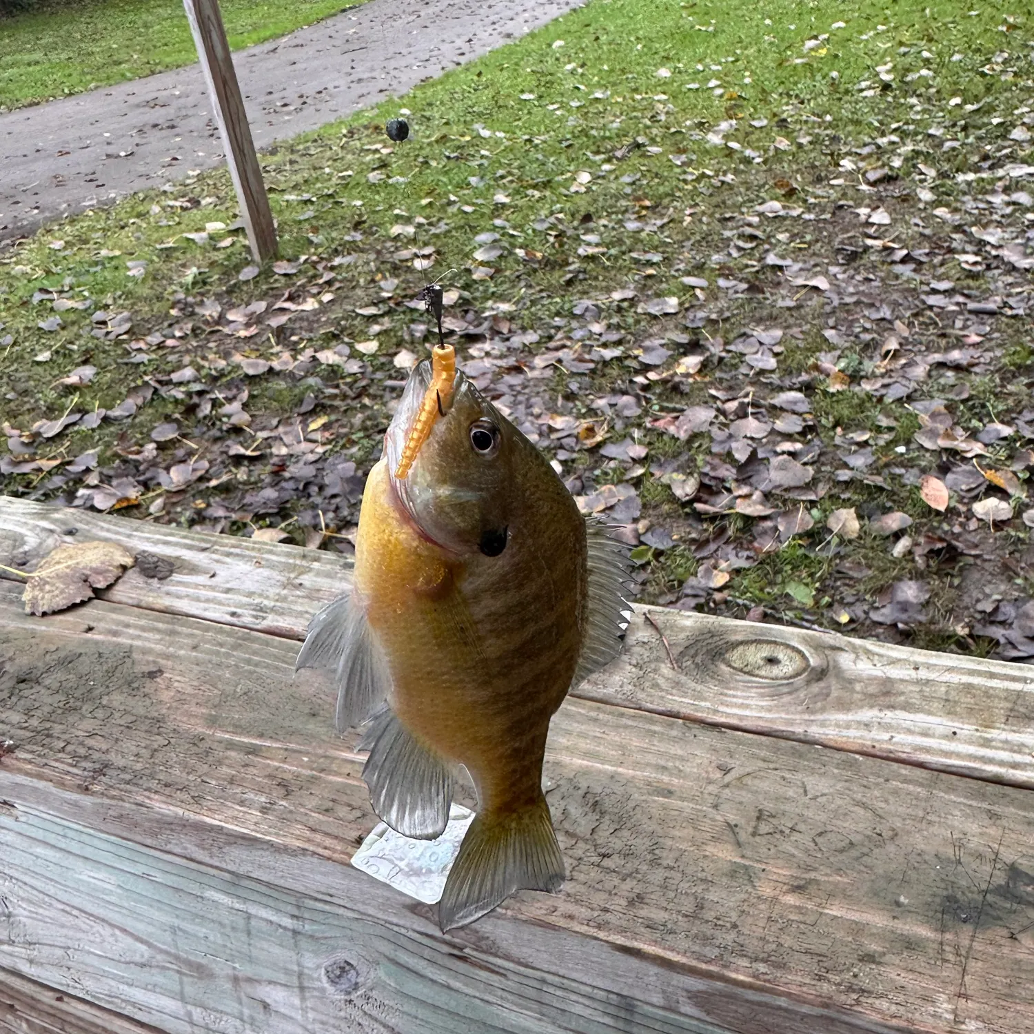 Bluegill caught on Fishbrain
