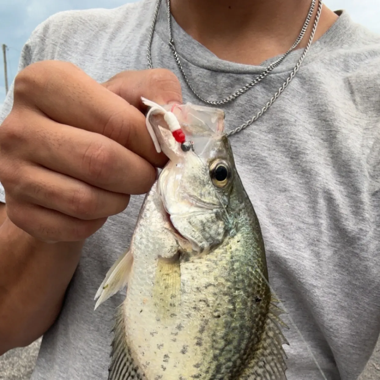 Black crappie caught on Fishbrain