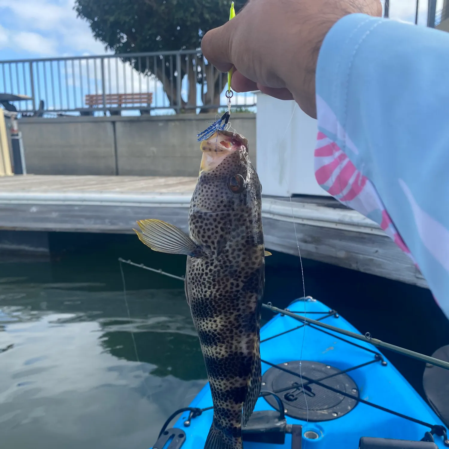 Spotted sand bass caught on Fishbrain