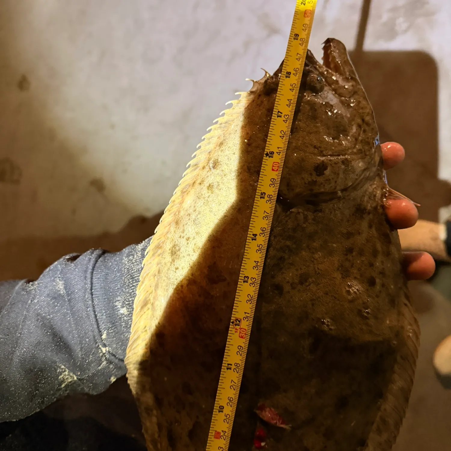The most recent Atlantic halibut catches on Fishbrain
