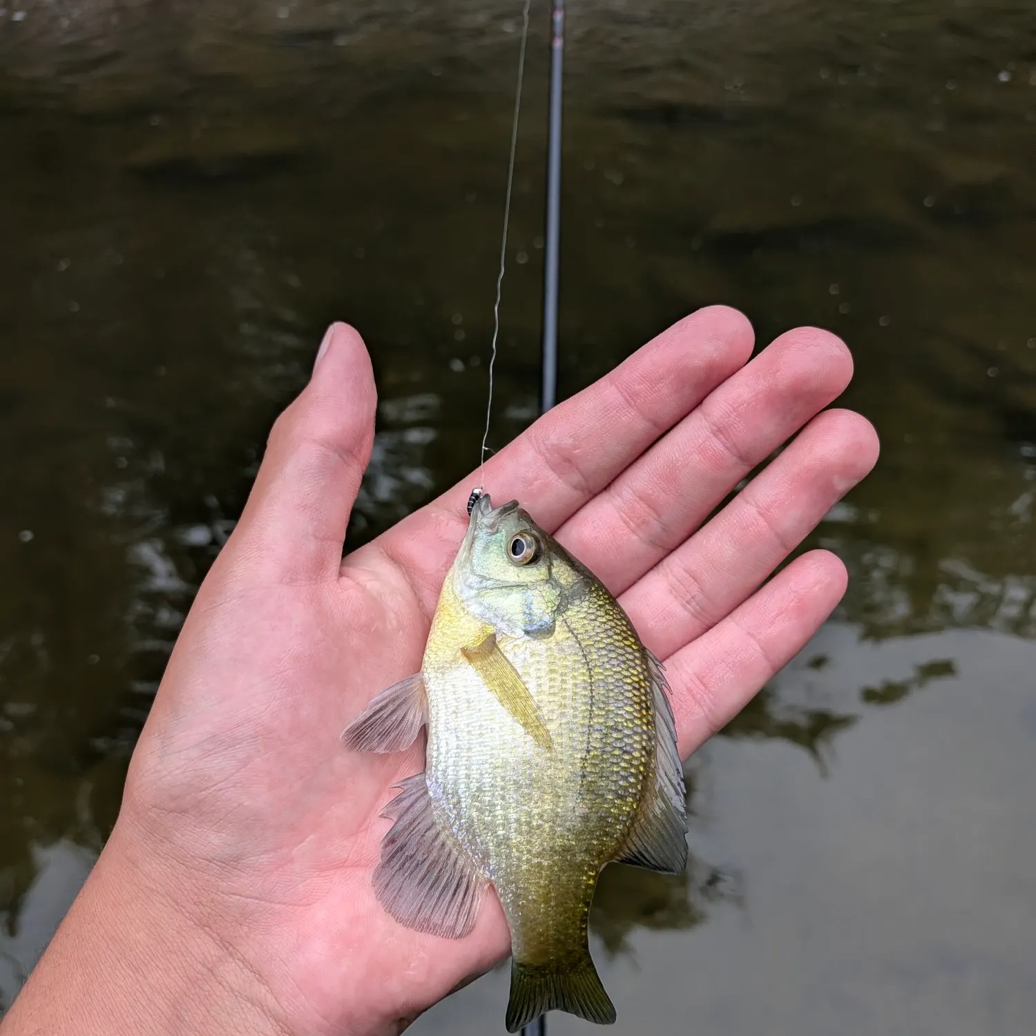 Bluegill caught on Fishbrain