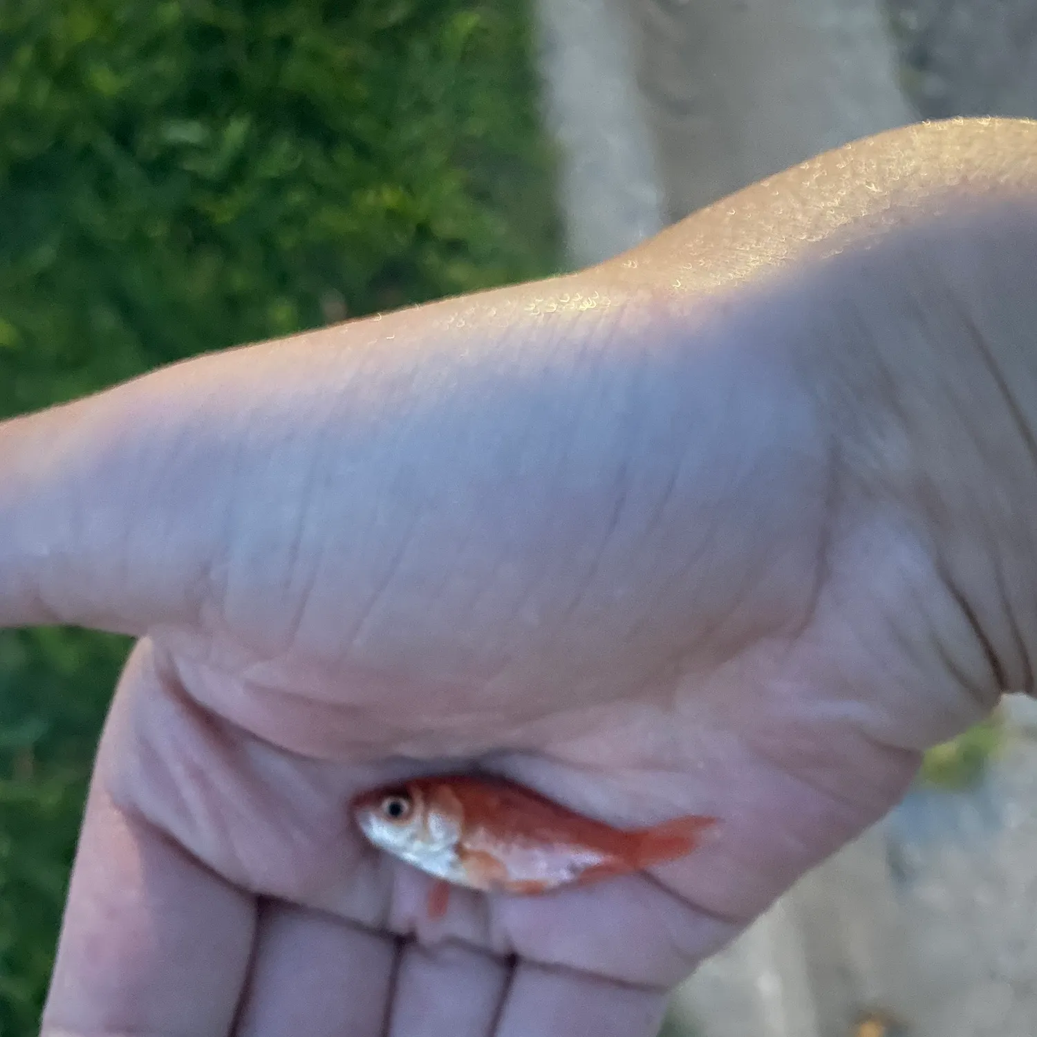 The most recent Goldfish catches on Fishbrain