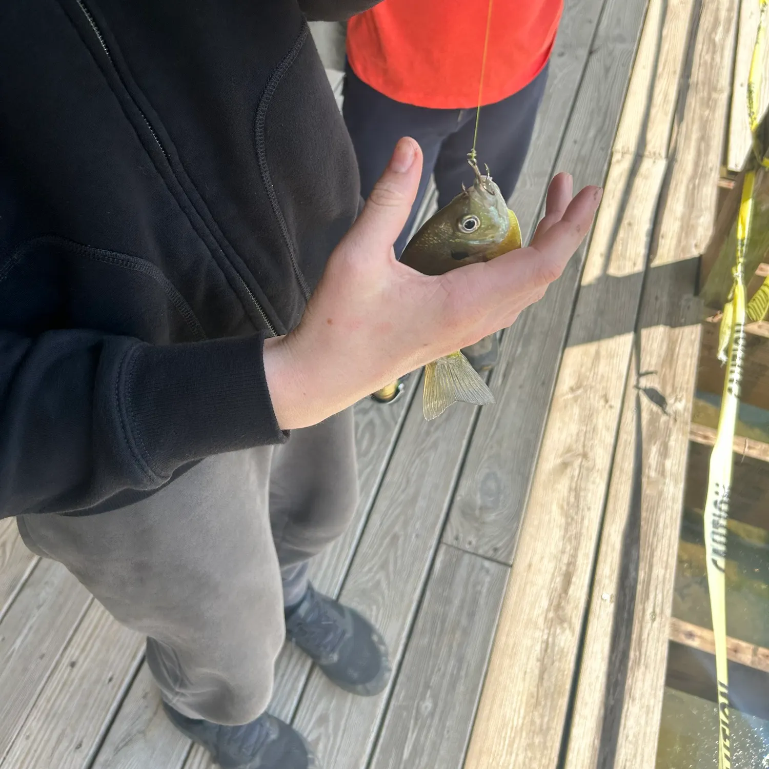 The most recent Bluegill catches on Fishbrain