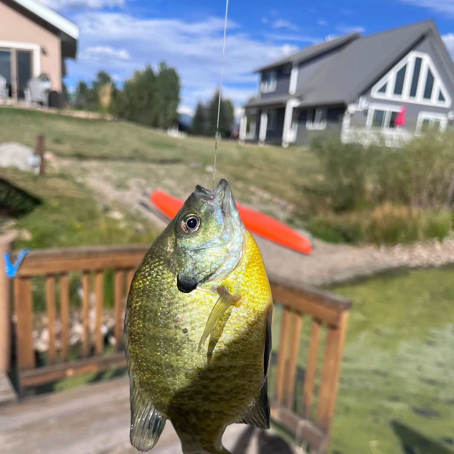Bluegill caught on Fishbrain
