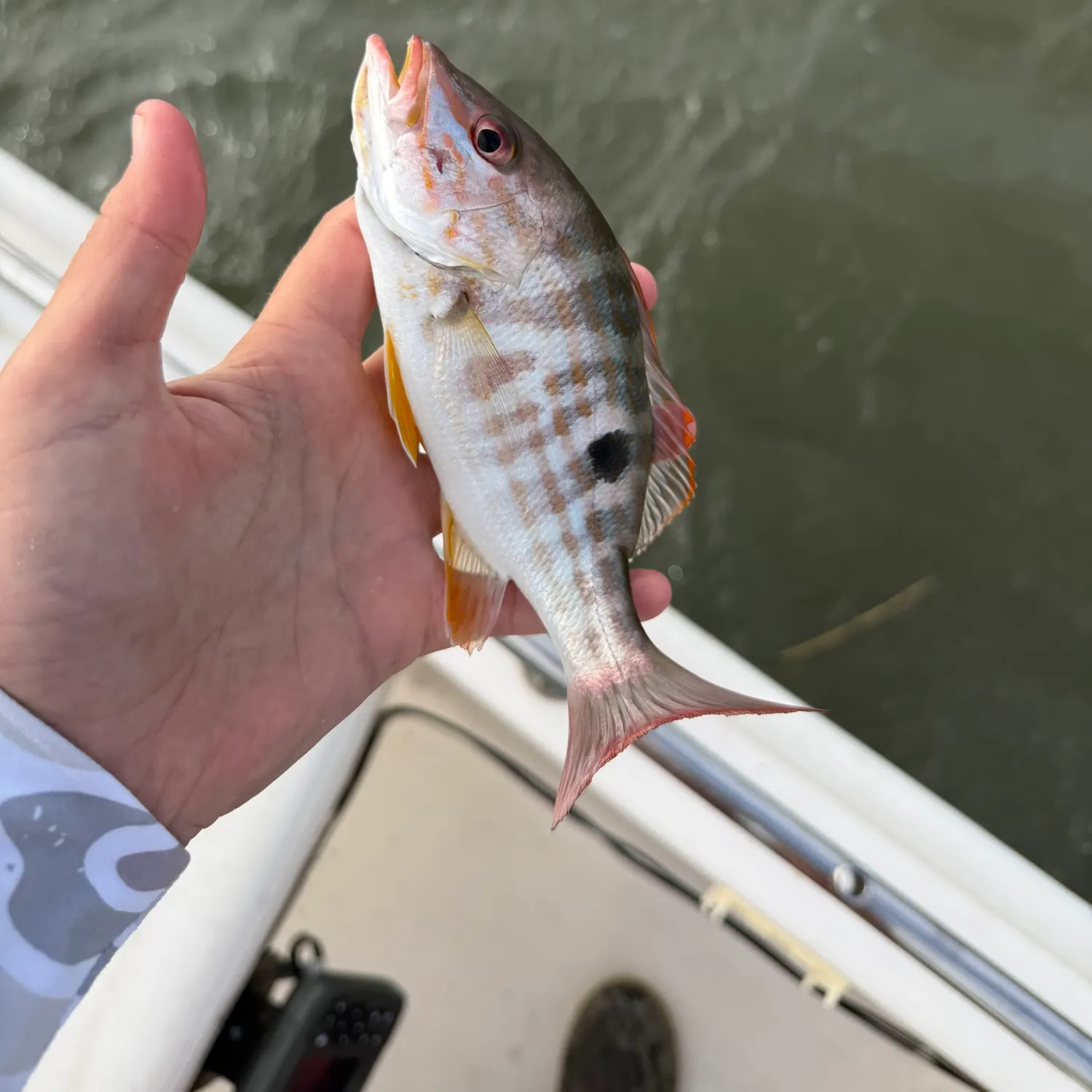 Lane snapper caught on Fishbrain