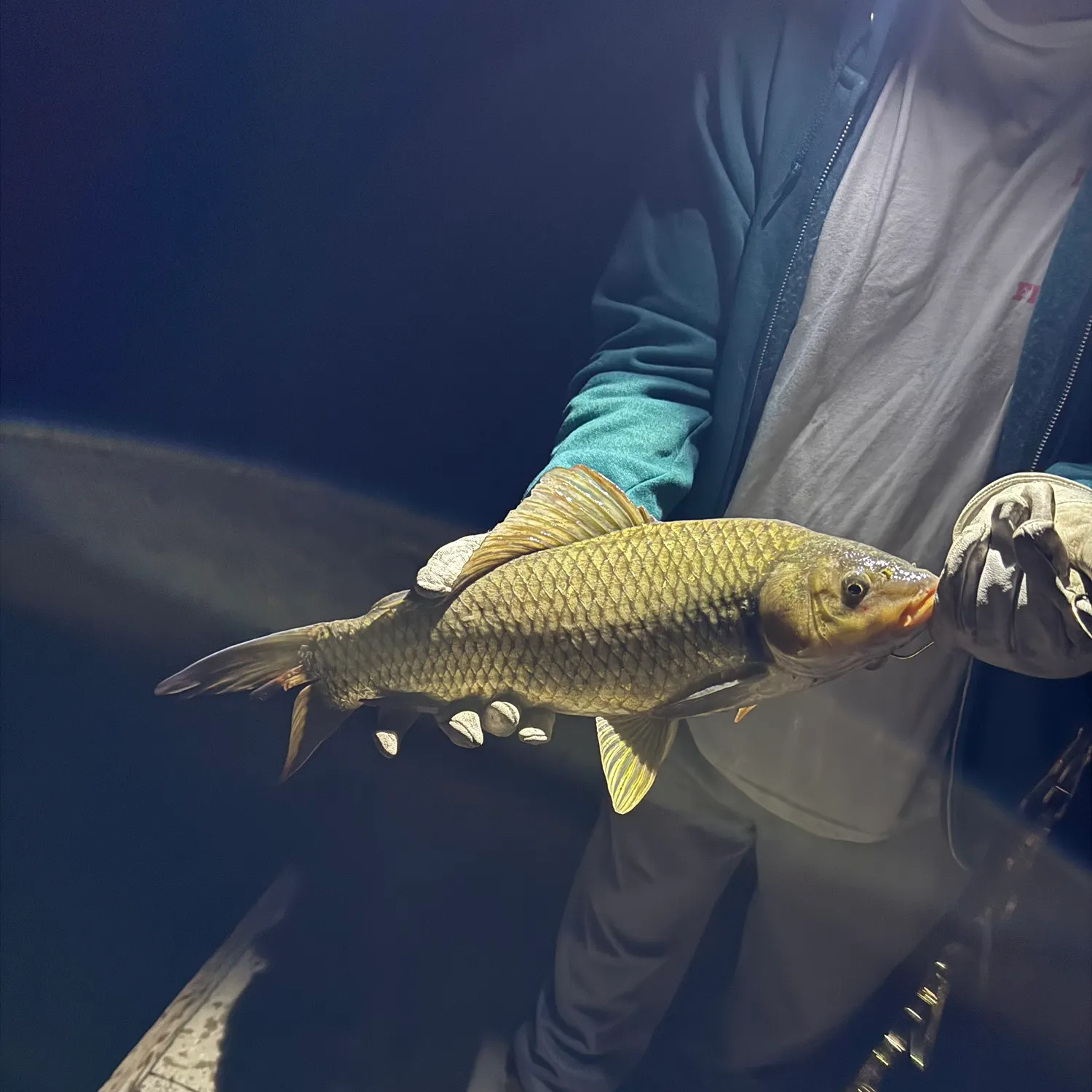 Common carp caught on Fishbrain