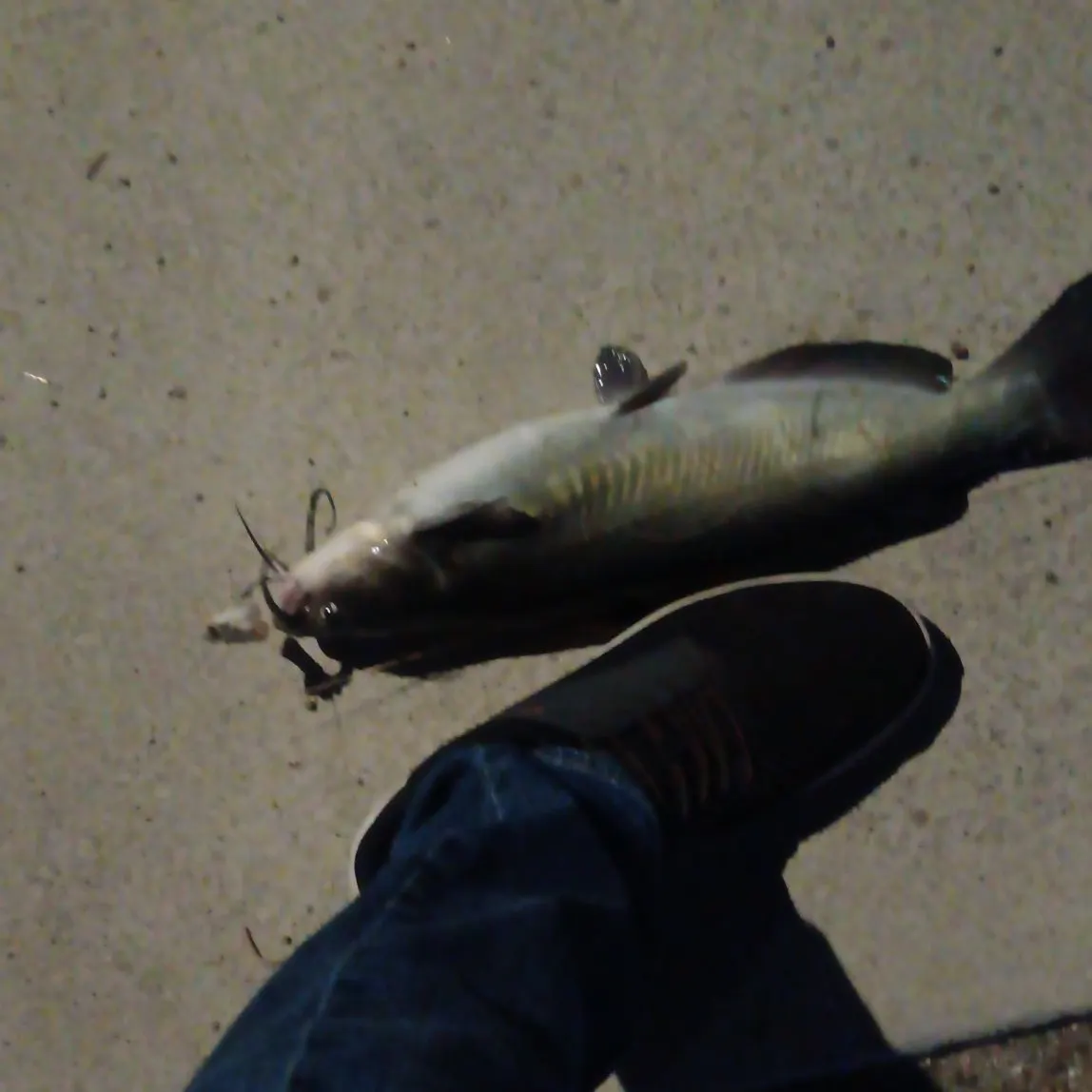 Channel catfish caught on Fishbrain