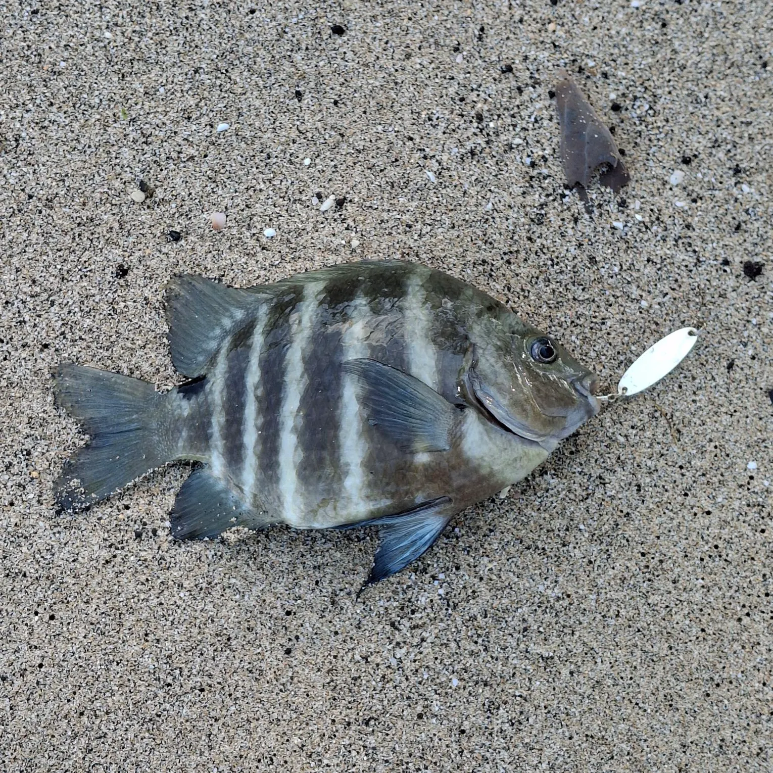 The most recent Sheepshead catches on Fishbrain