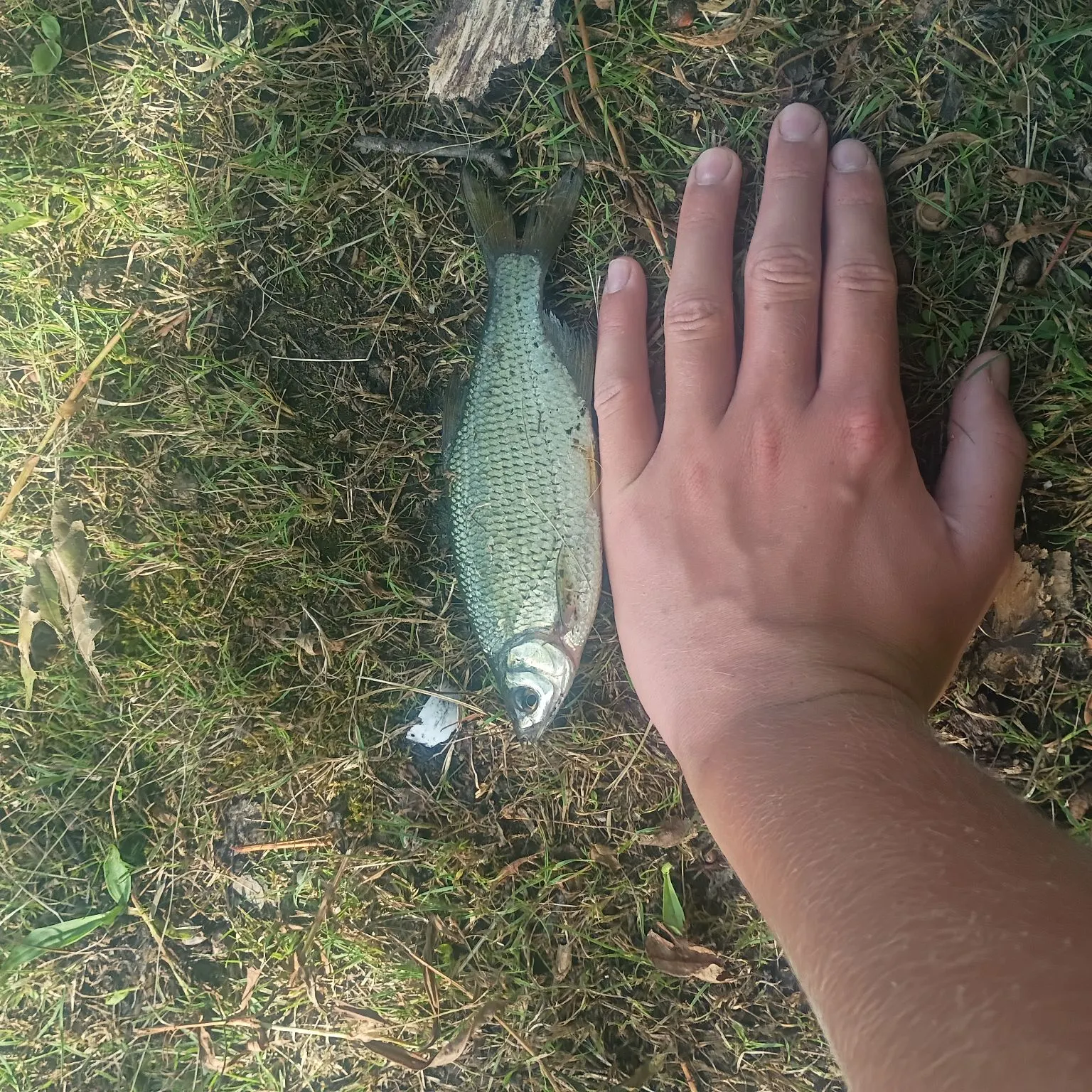 Golden shiner caught on Fishbrain