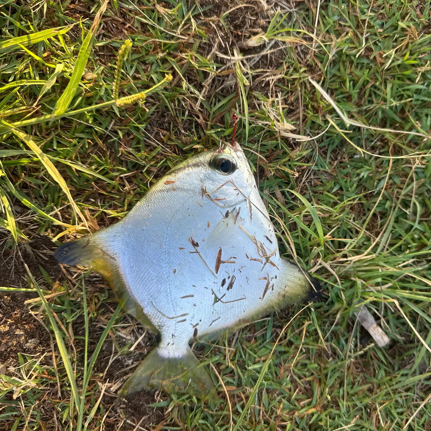 The most recent Silver moony catches on Fishbrain