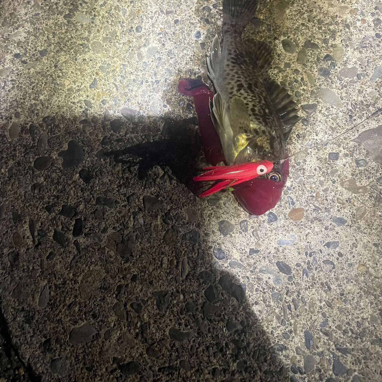 Japanese white seaperch caught on Fishbrain