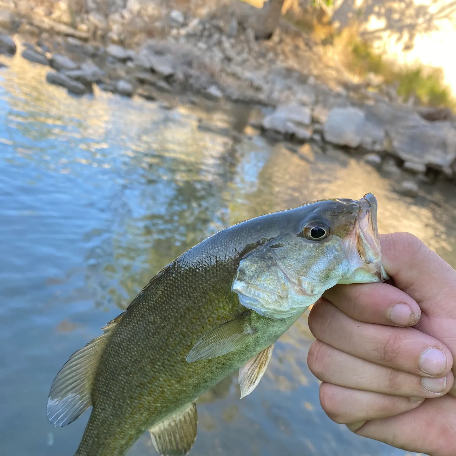 Fish caught on Fishbrain