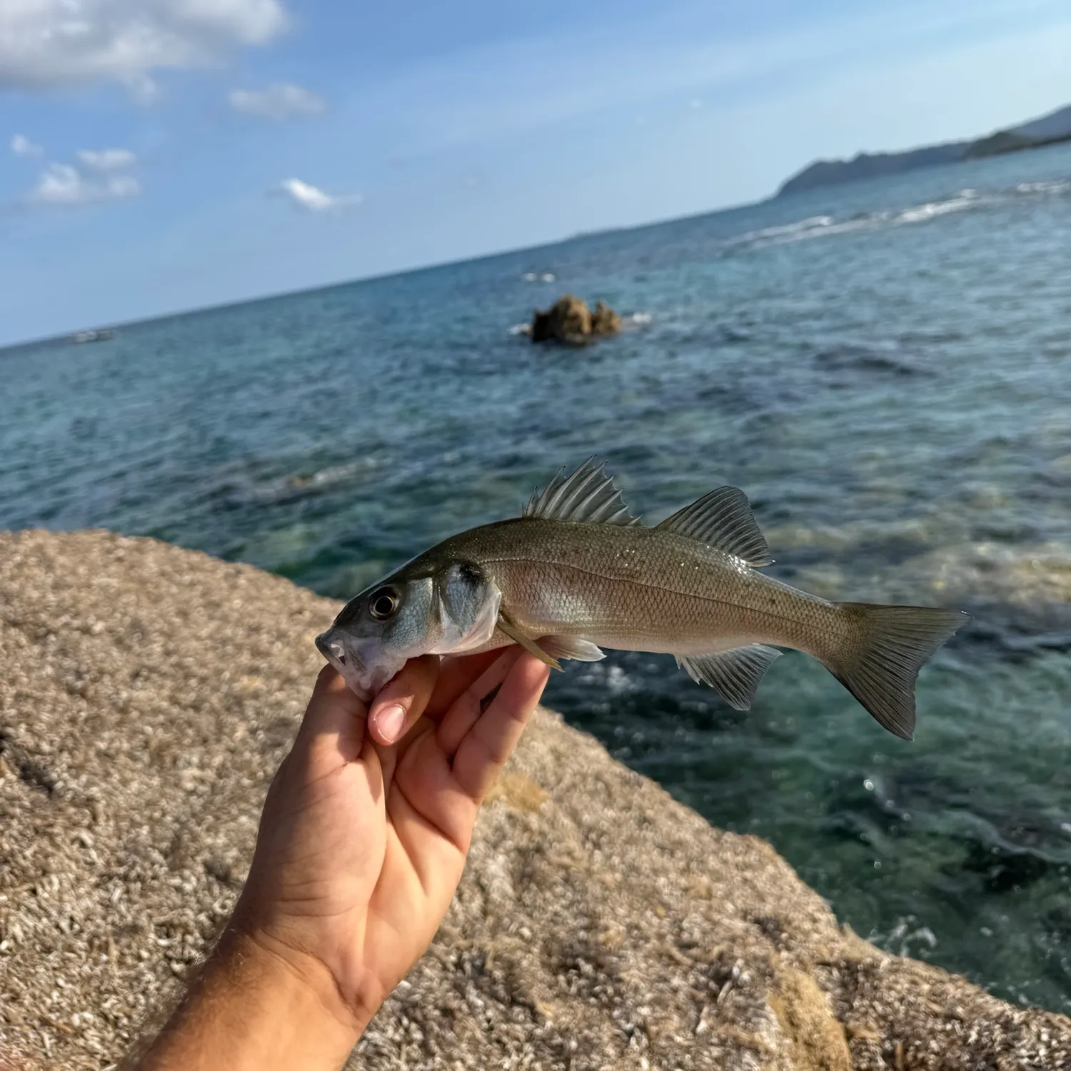 European seabass caught on Fishbrain