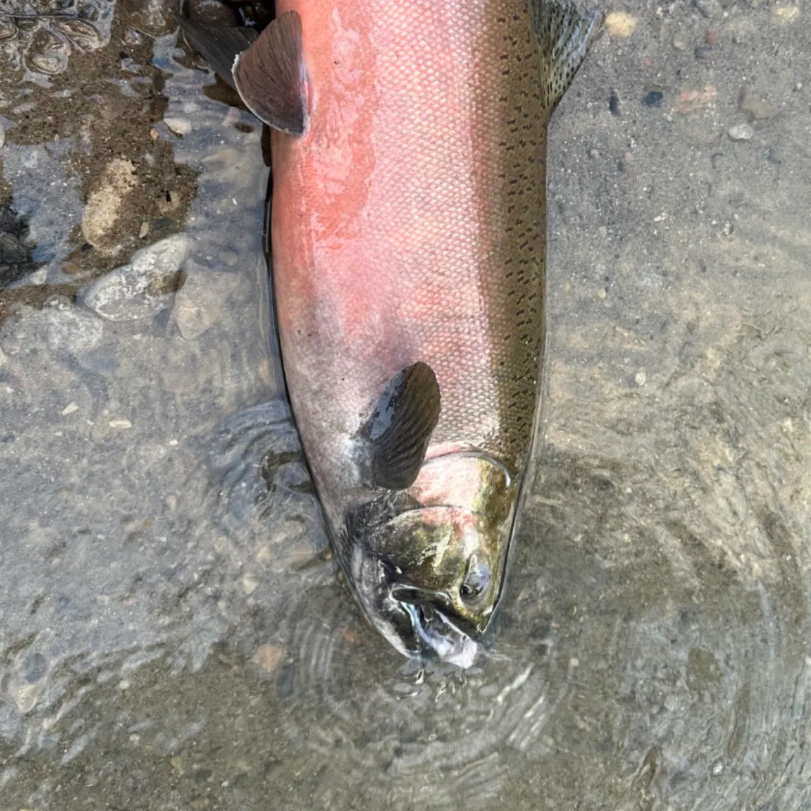 Coho salmon caught on Fishbrain