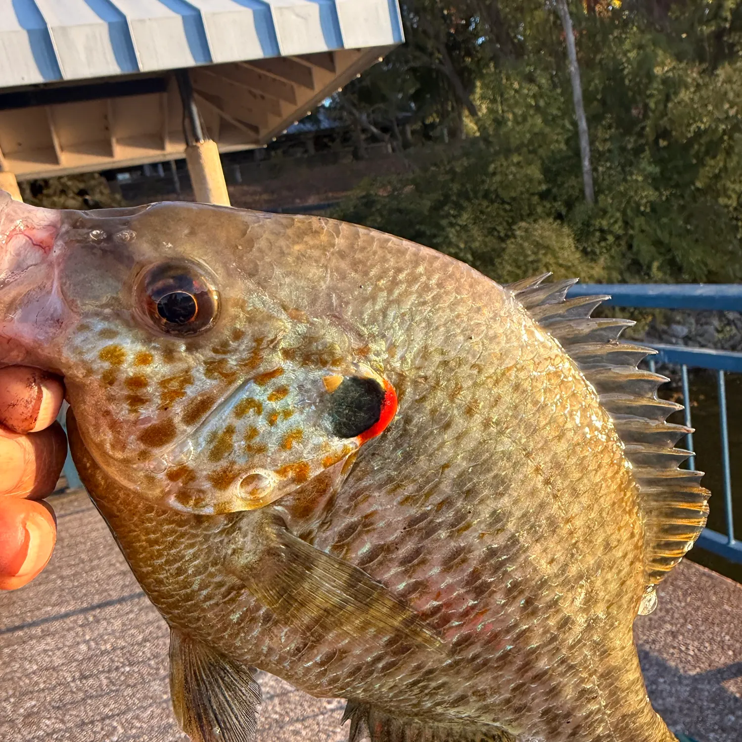 Greengill hybrid caught on Fishbrain