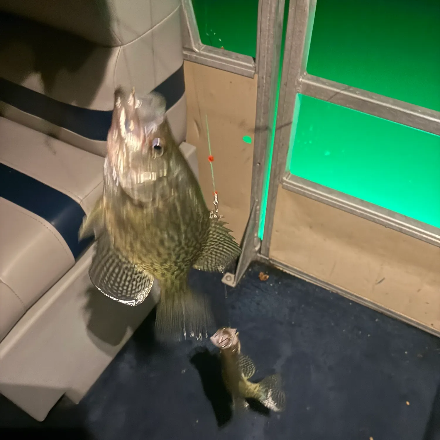 Black crappie caught on Fishbrain
