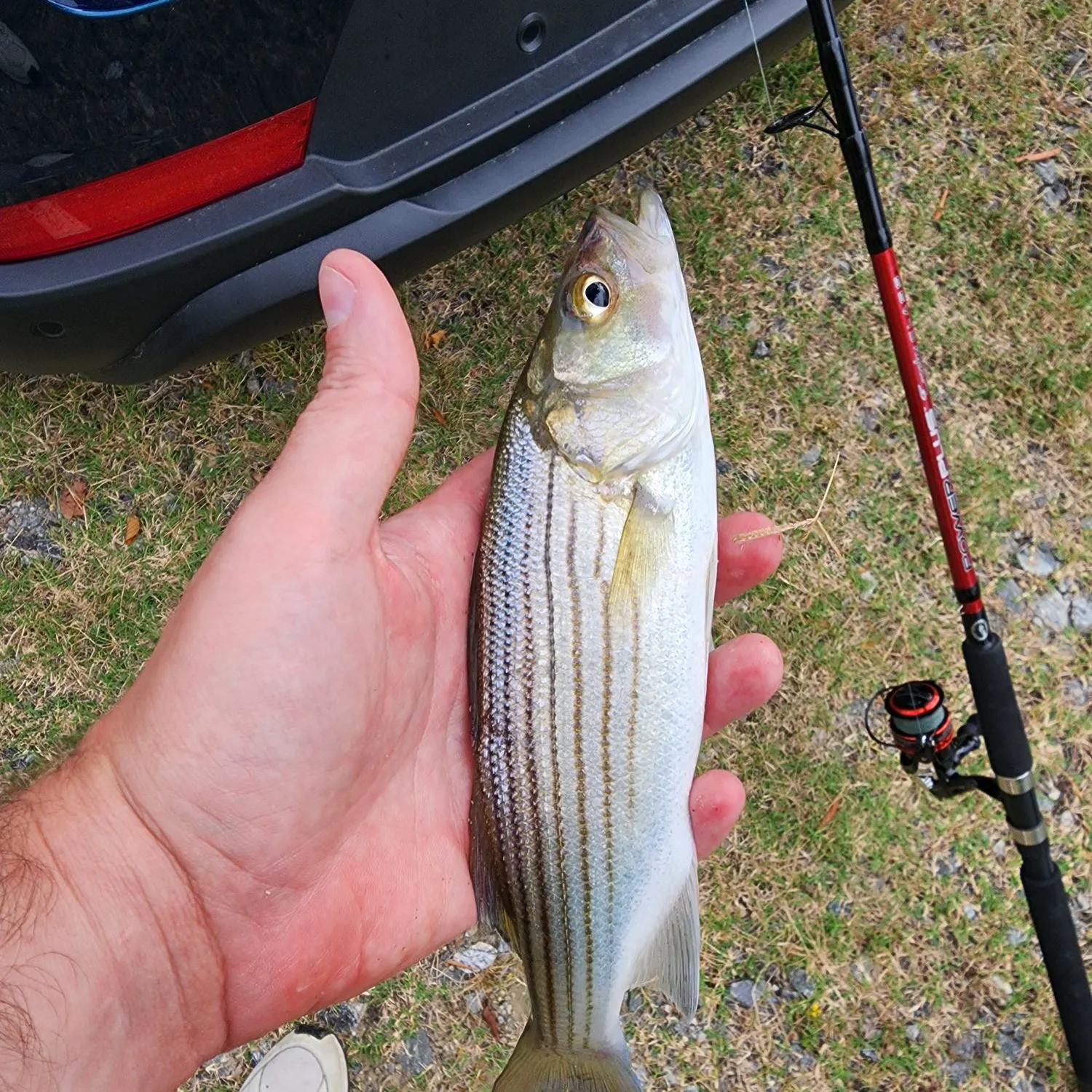 Striped bass caught on Fishbrain