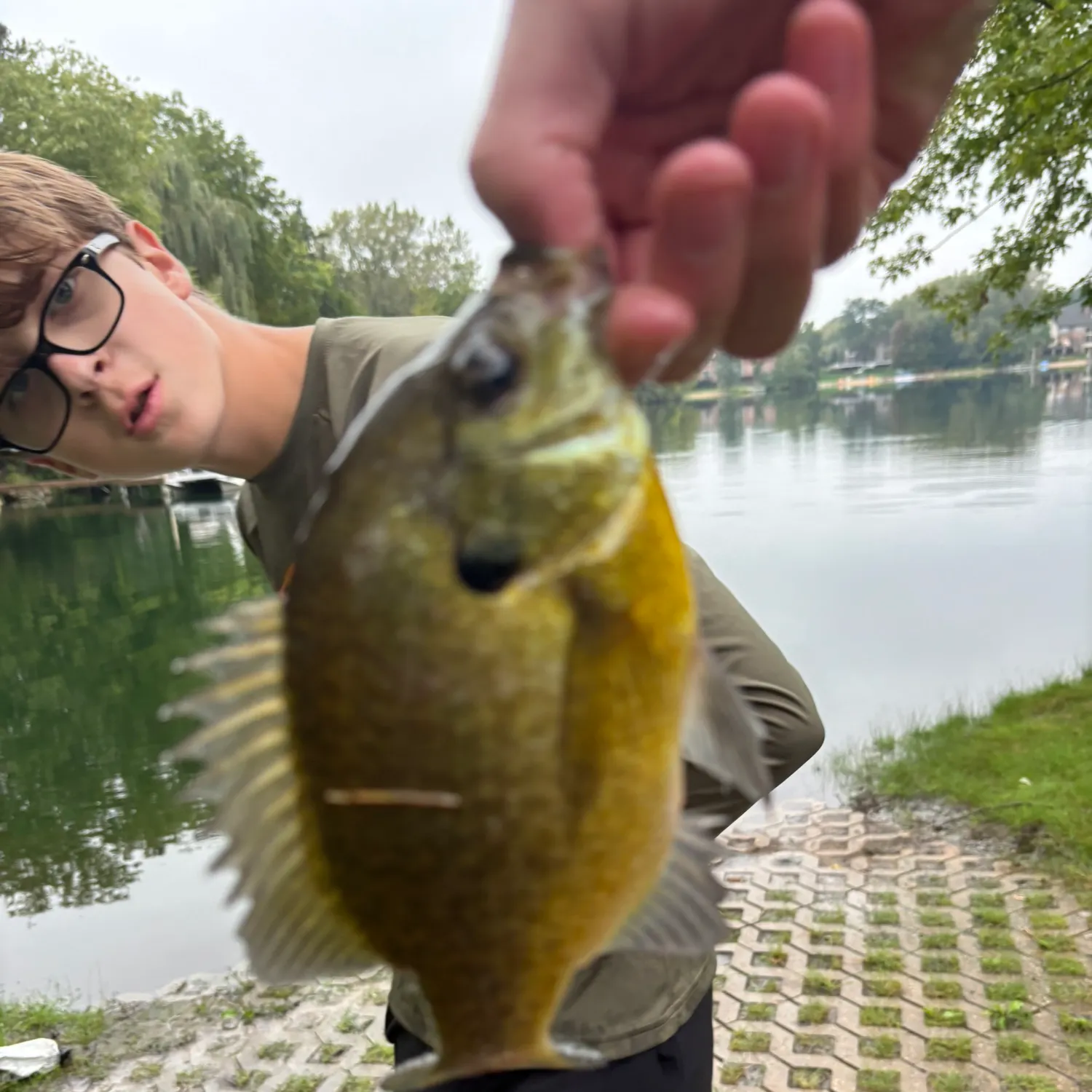 Bluegill caught on Fishbrain