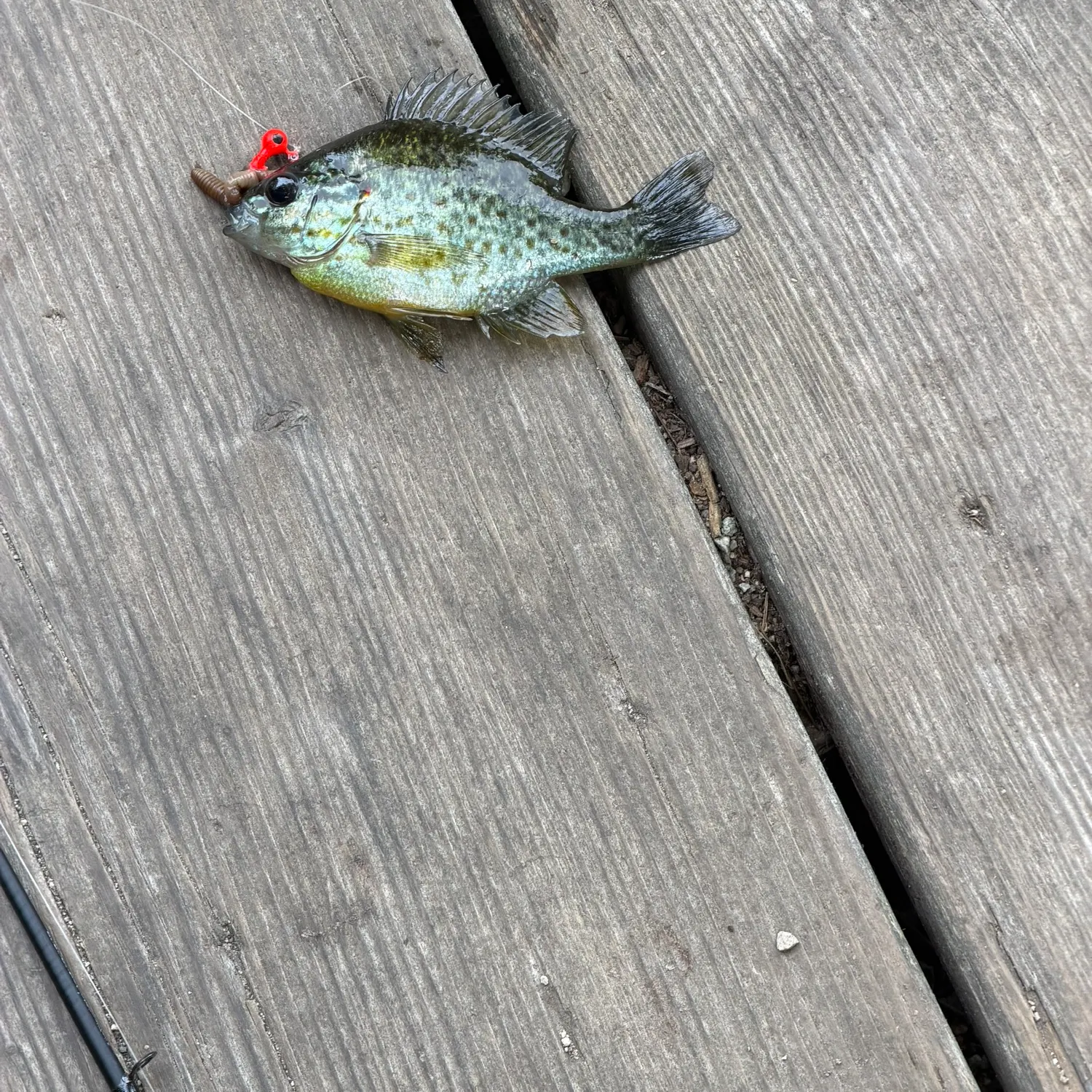 Pumpkinseed caught on Fishbrain